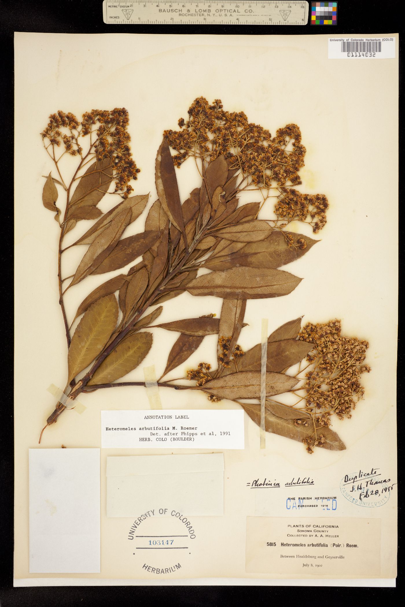 Heteromeles arbutifolia image