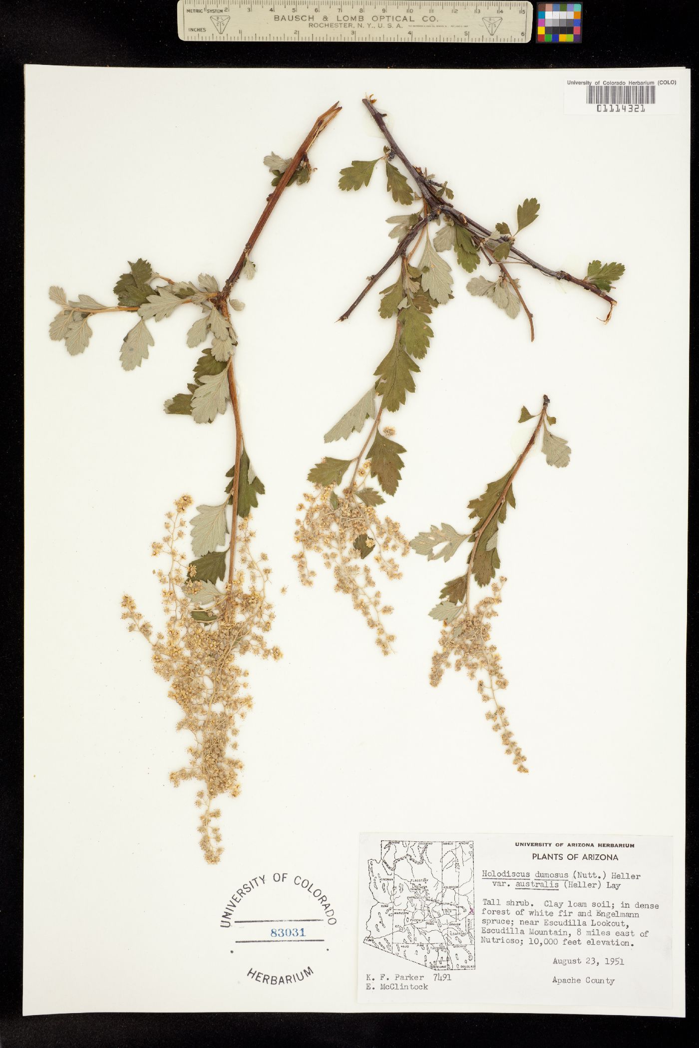Holodiscus discolor var. dumosus image