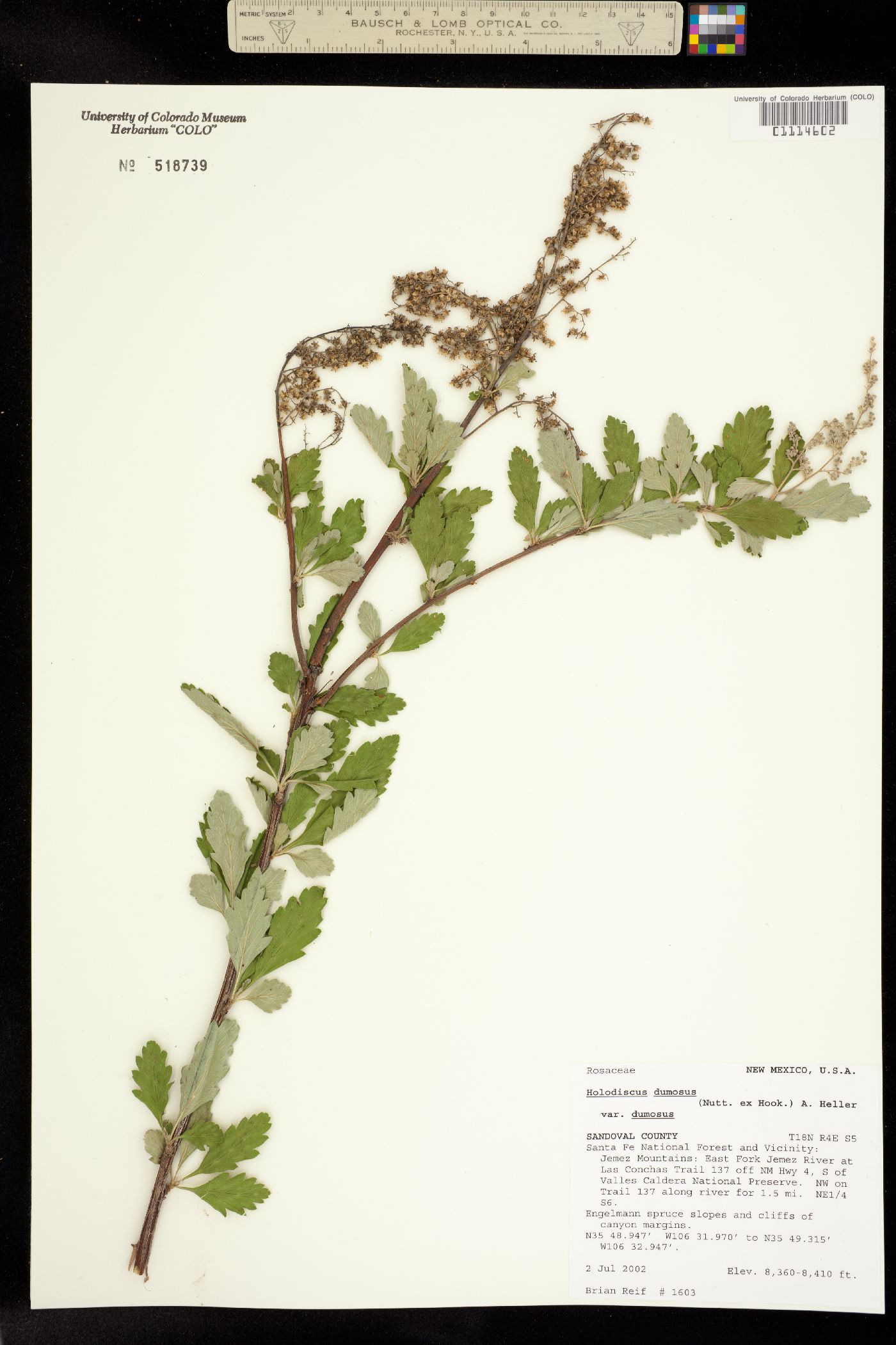 Holodiscus discolor var. dumosus image