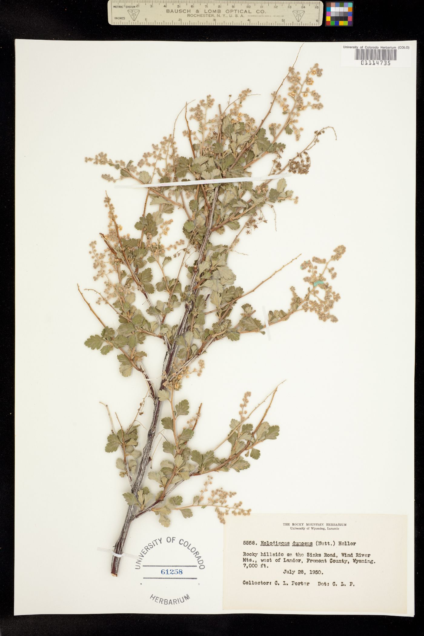 Holodiscus discolor var. dumosus image