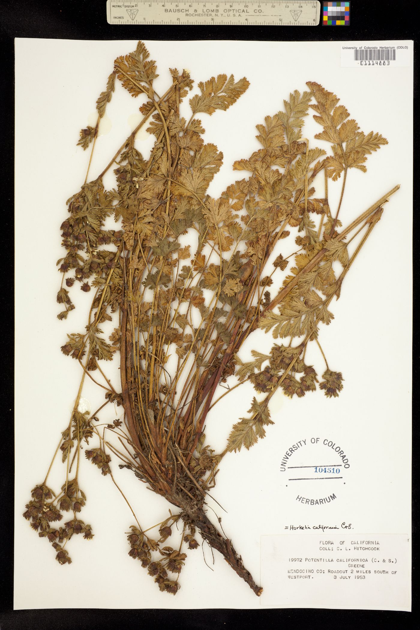 Horkelia californica image