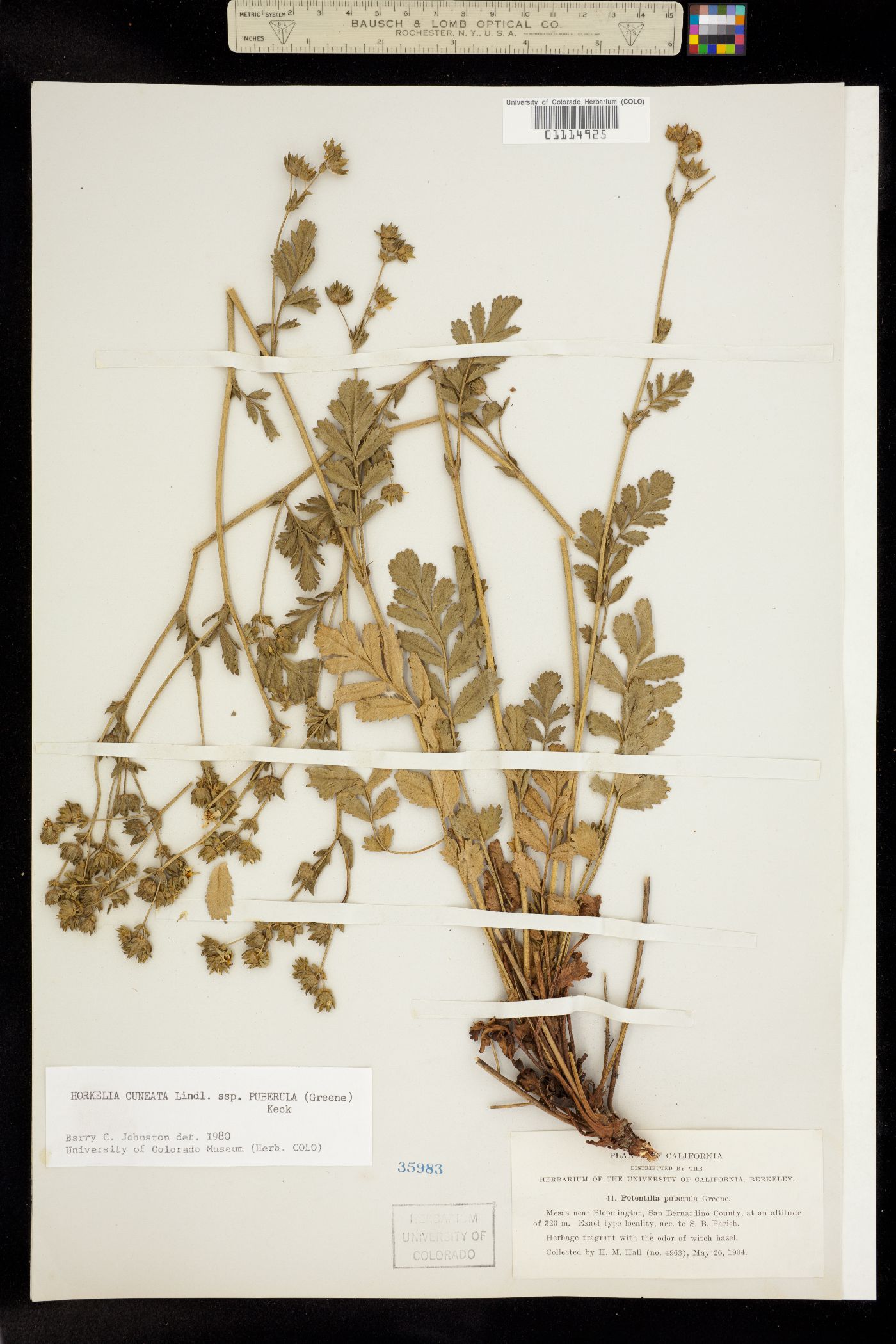 Horkelia cuneata image