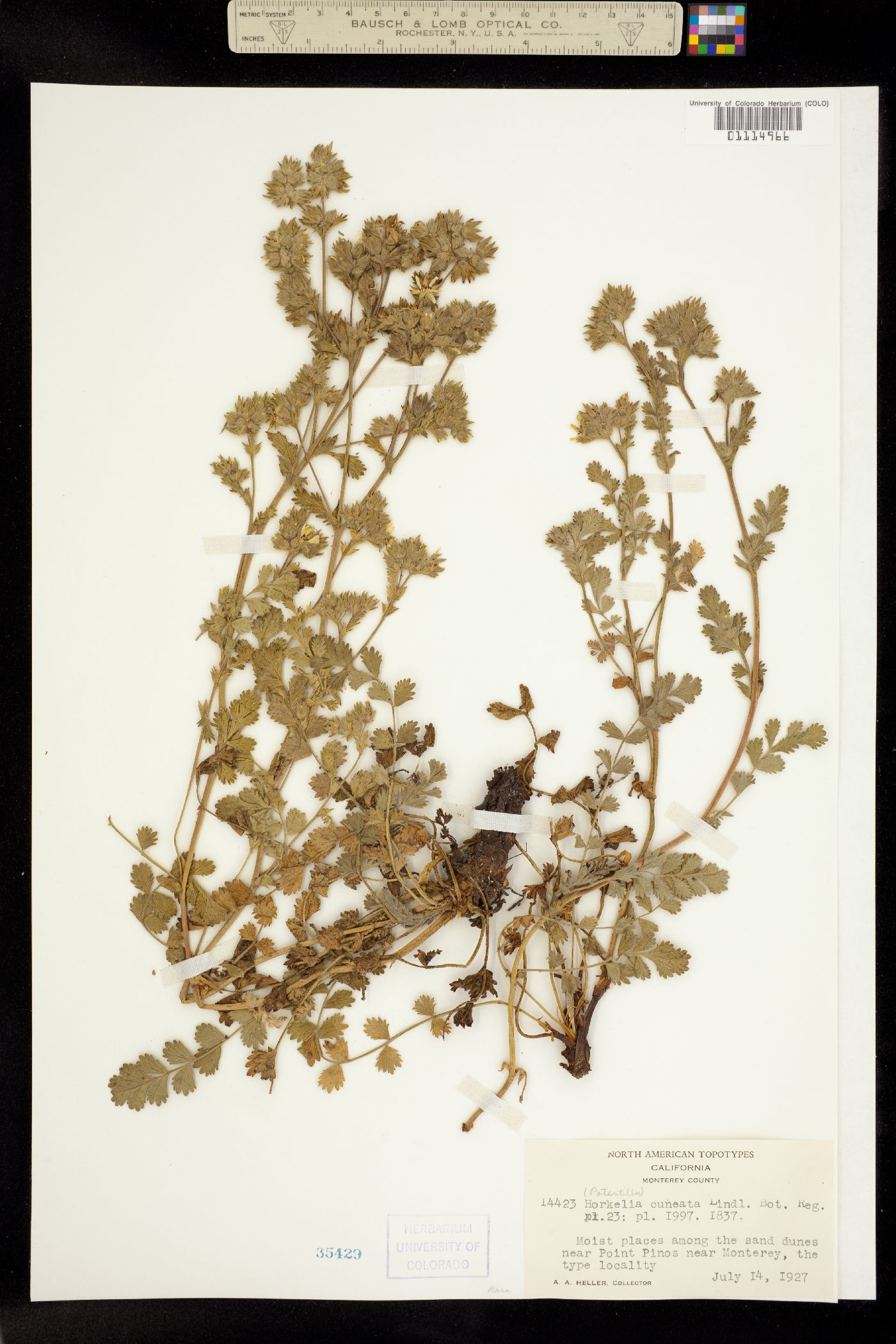 Horkelia cuneata image