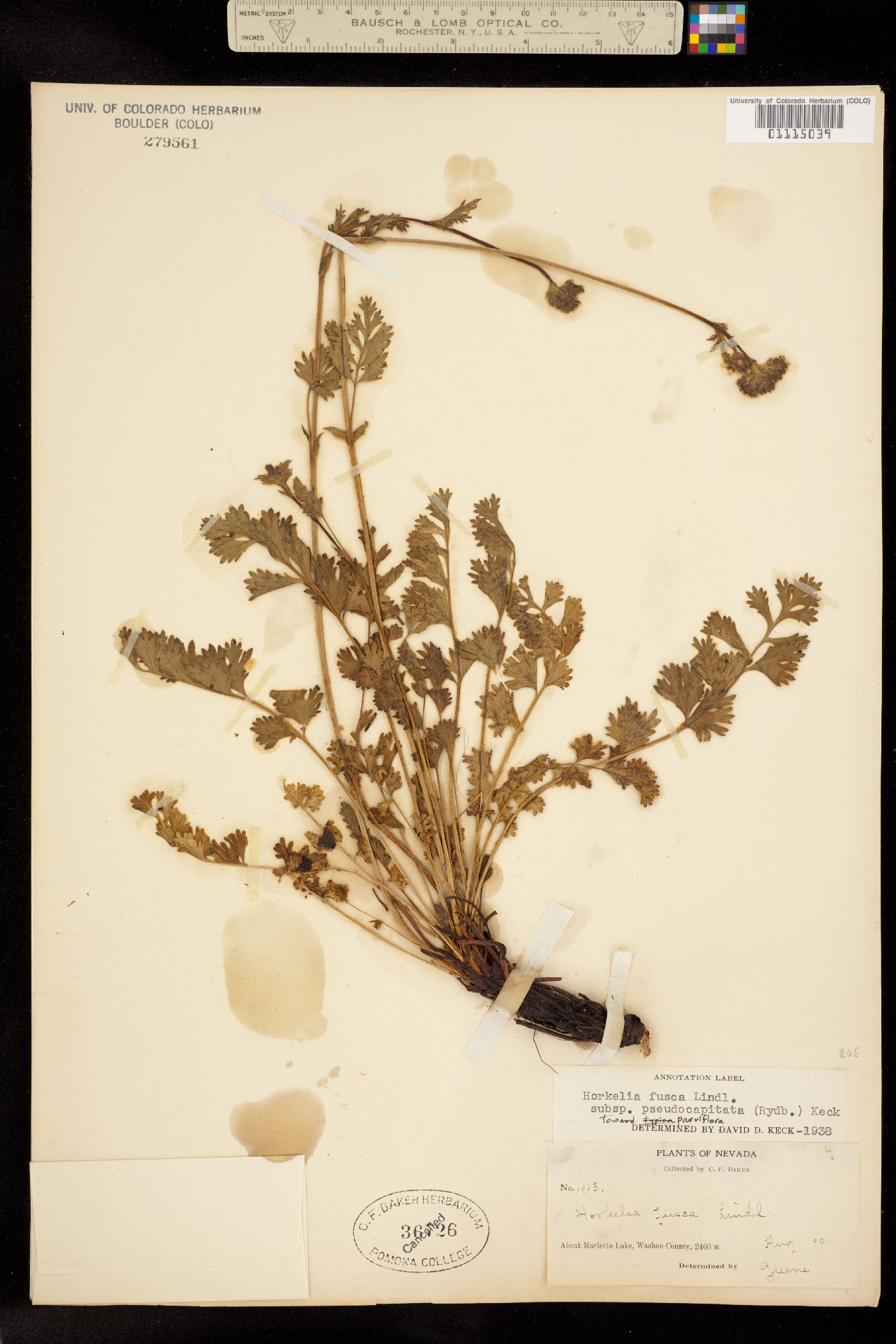 Horkelia fusca image