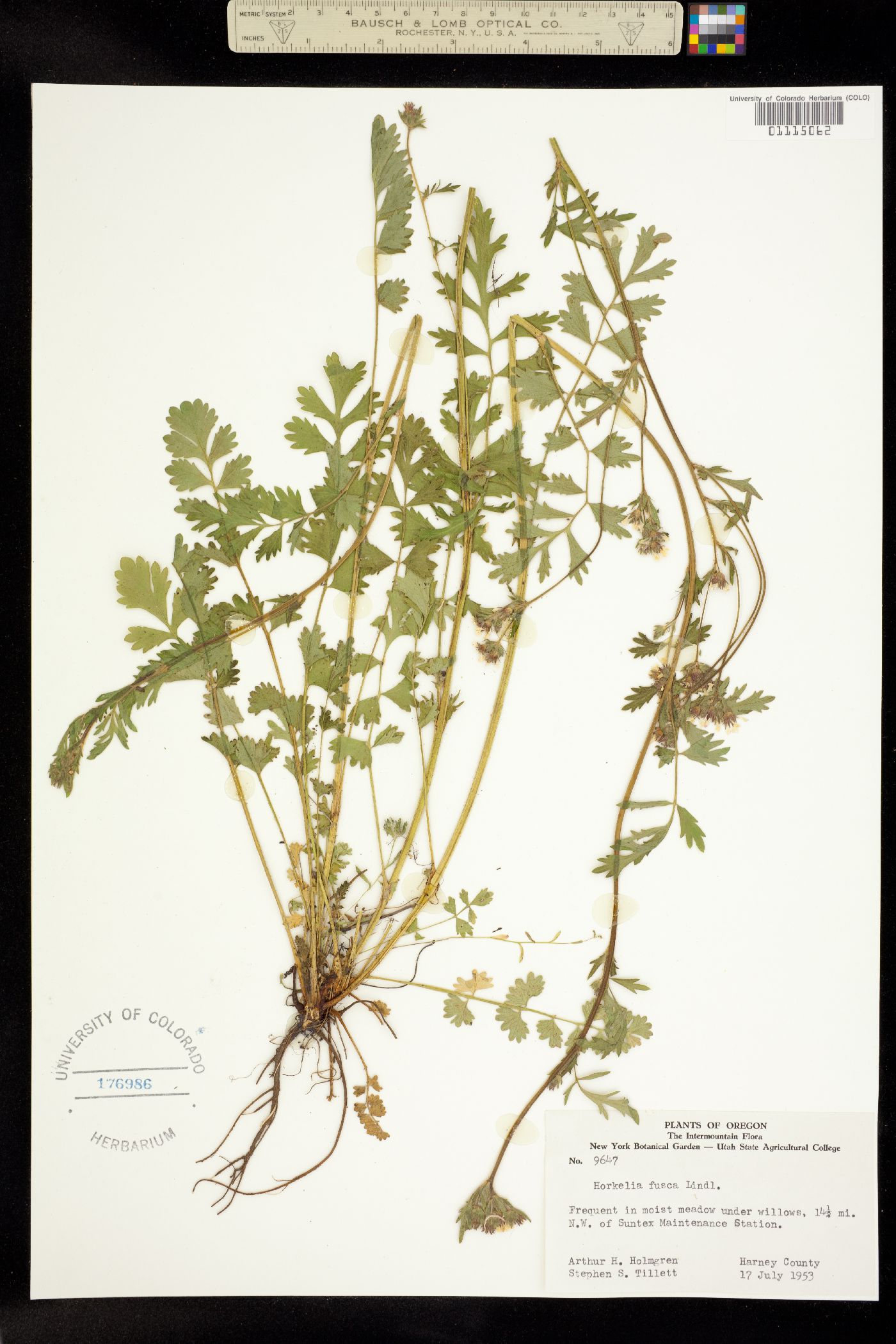 Horkelia fusca image