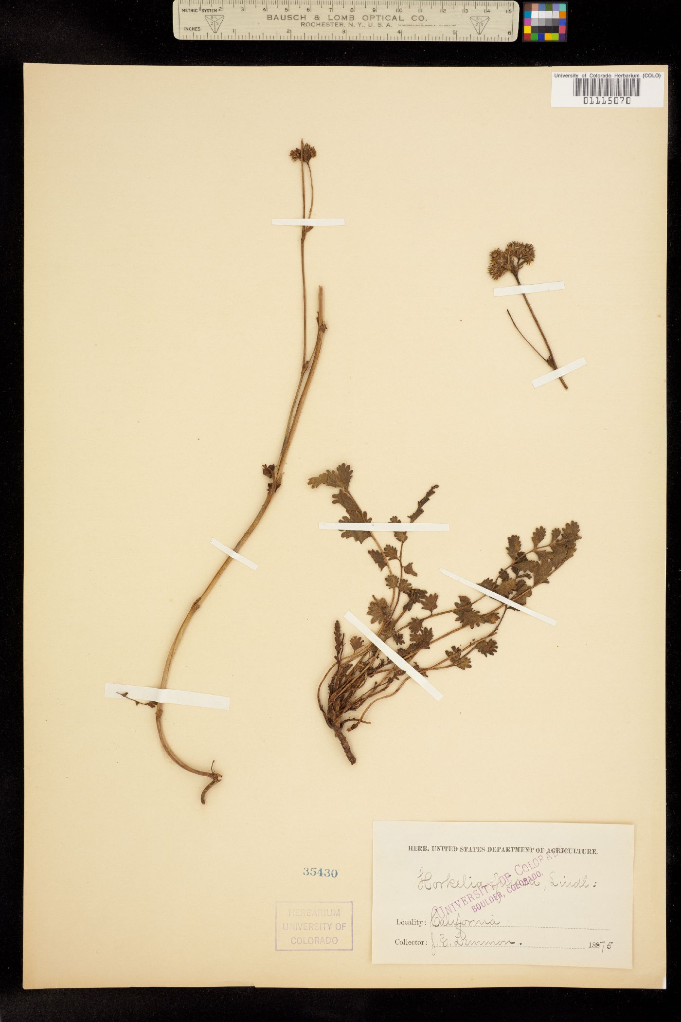 Horkelia image