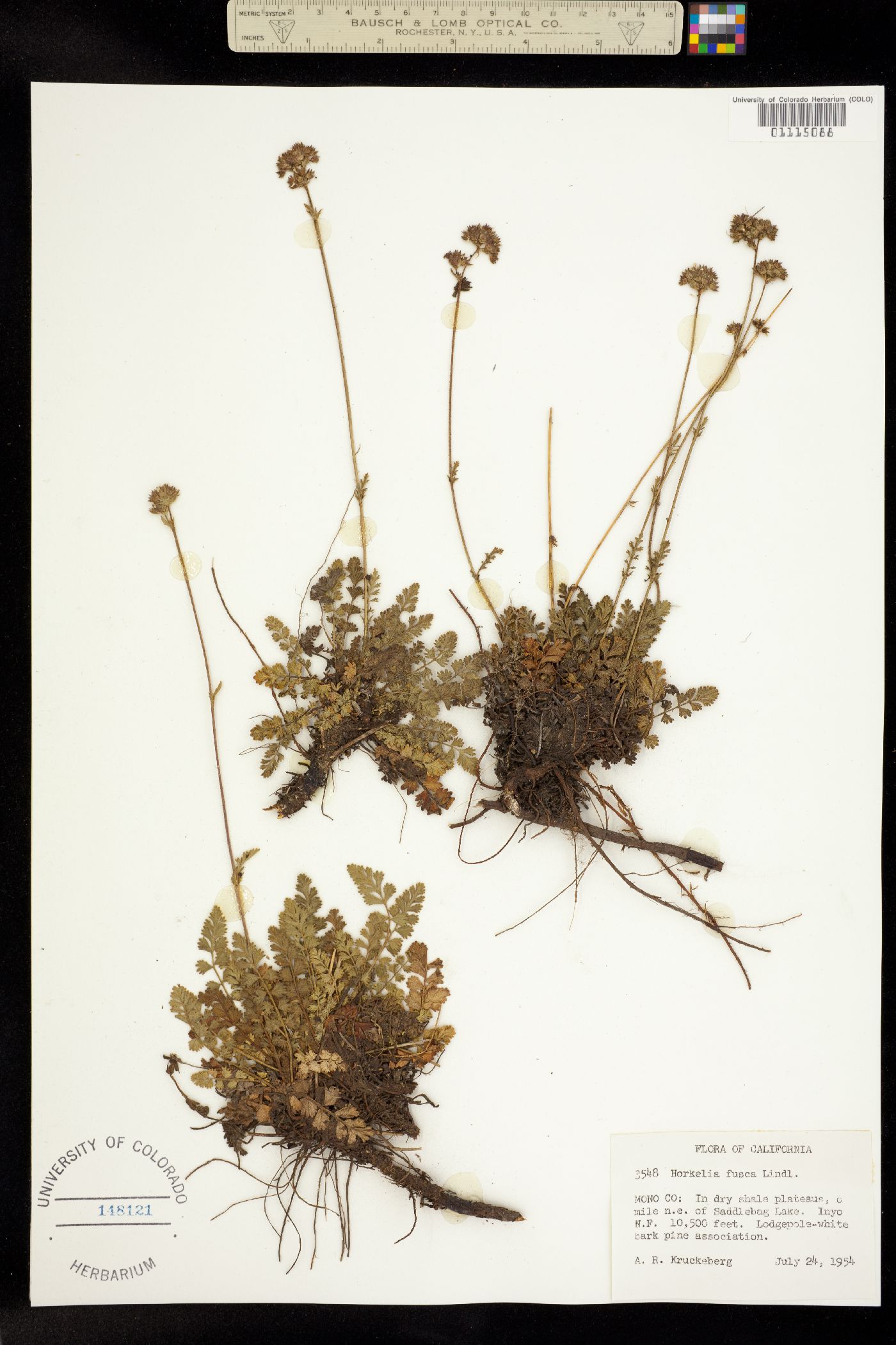 Horkelia fusca image