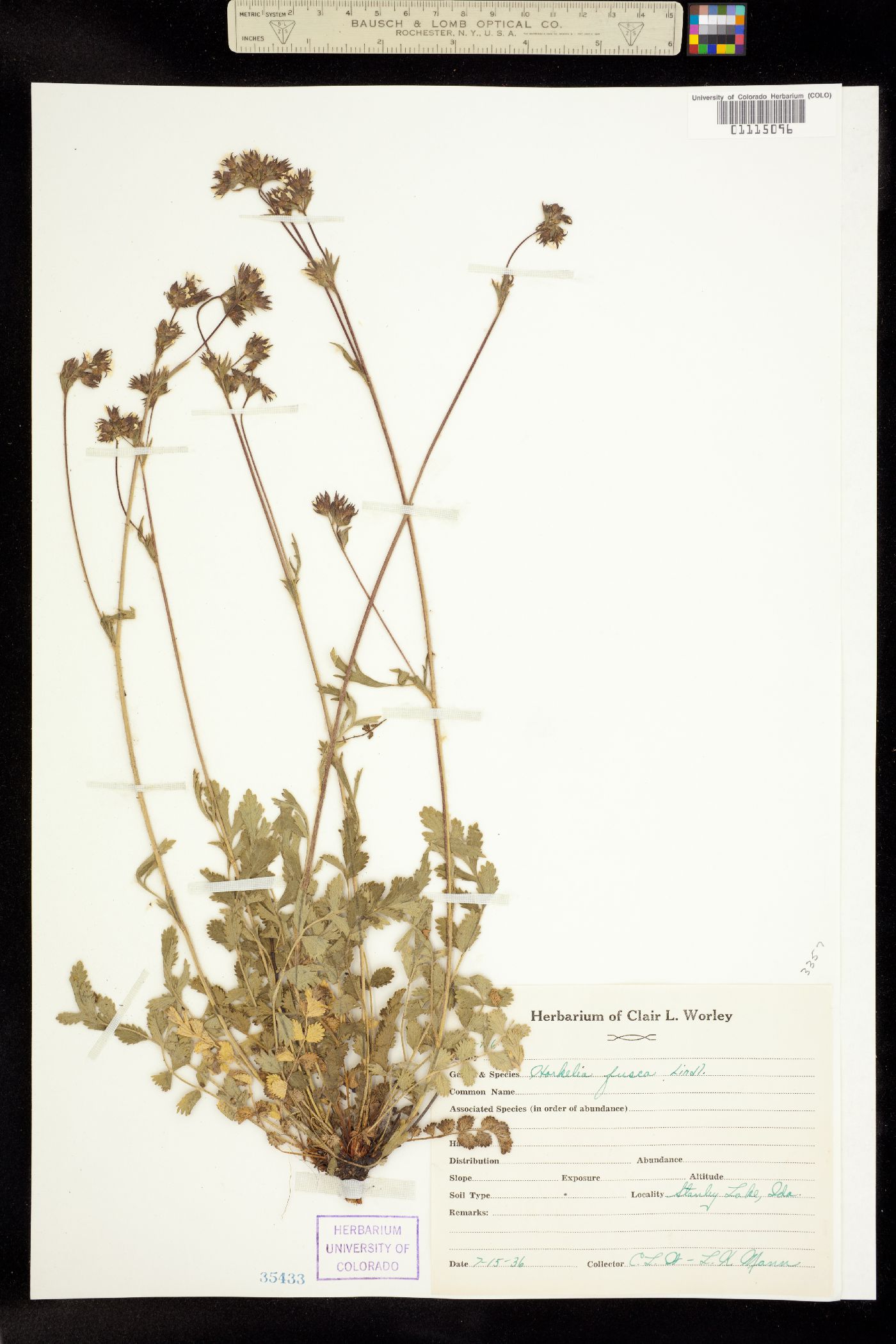 Horkelia fusca image