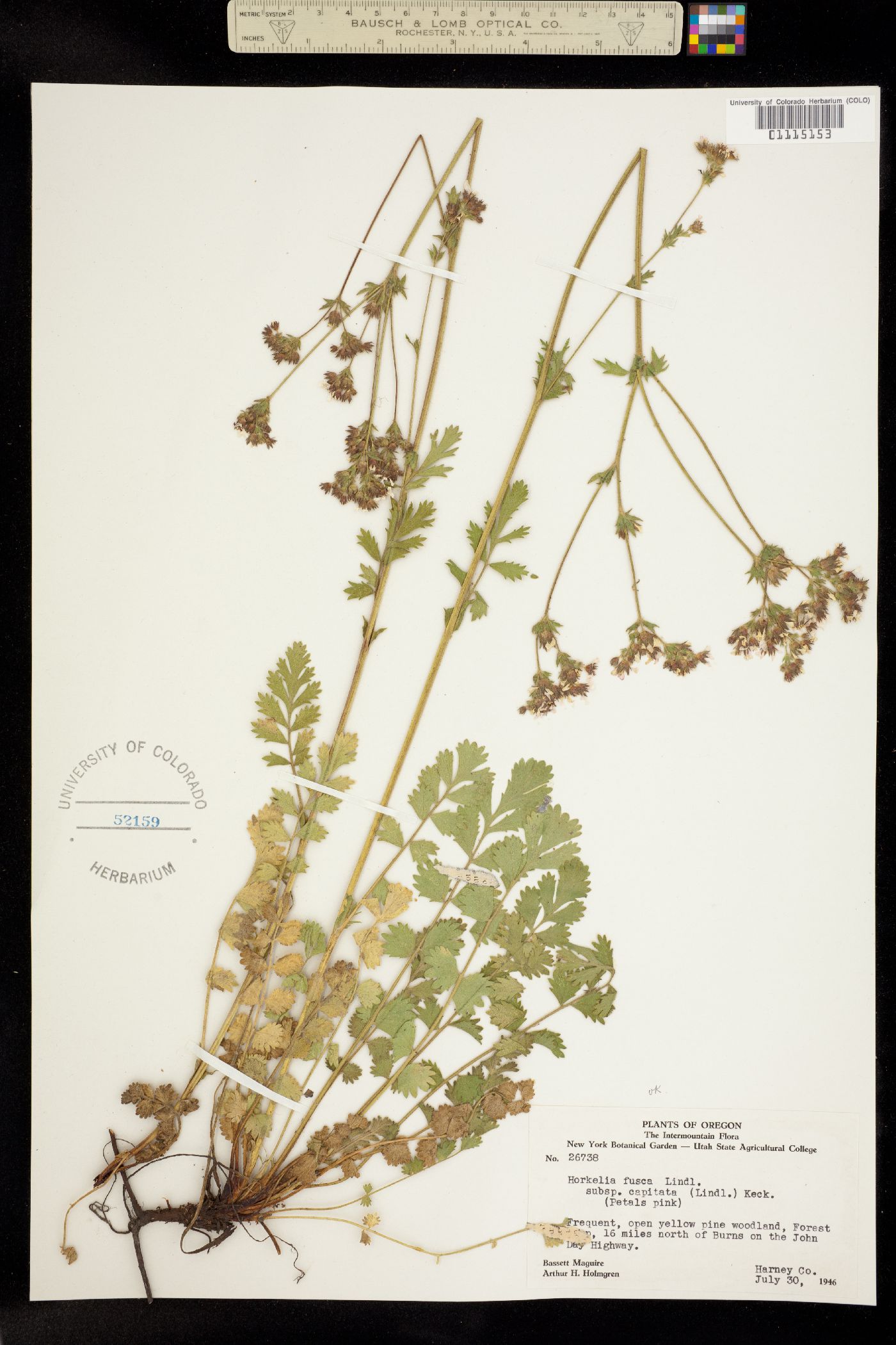 Horkelia fusca image