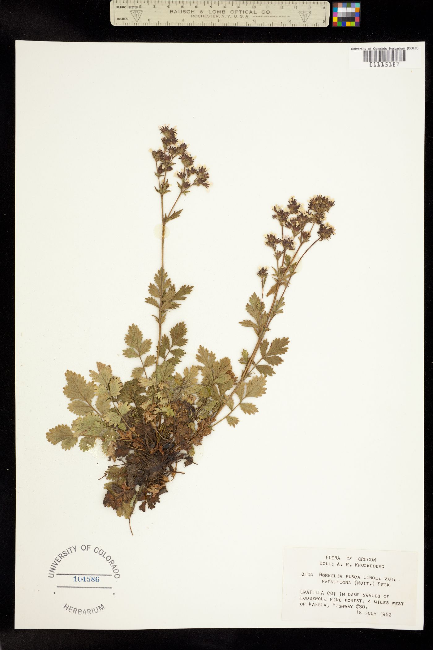 Horkelia fusca image