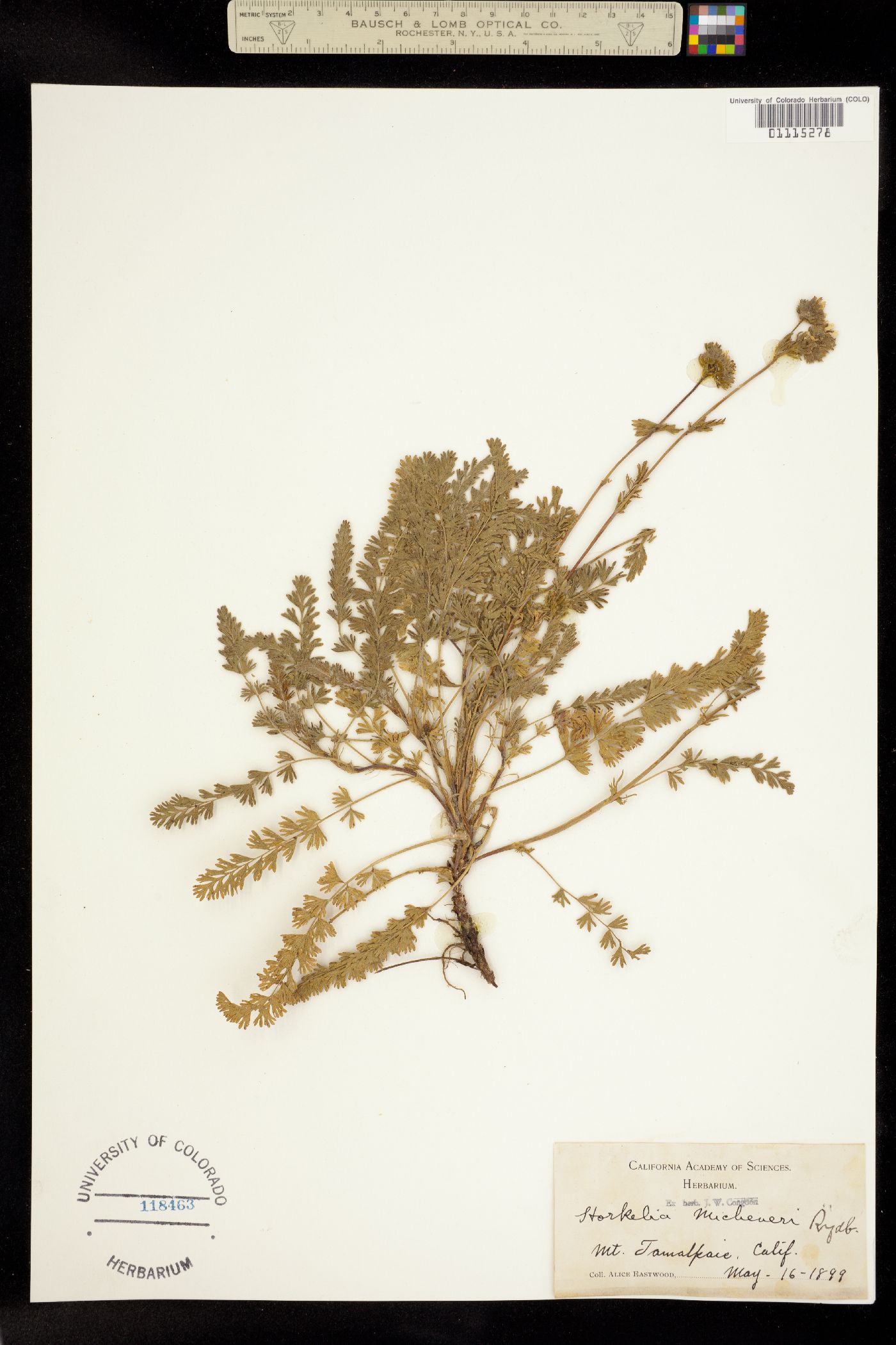 Horkelia tenuiloba image