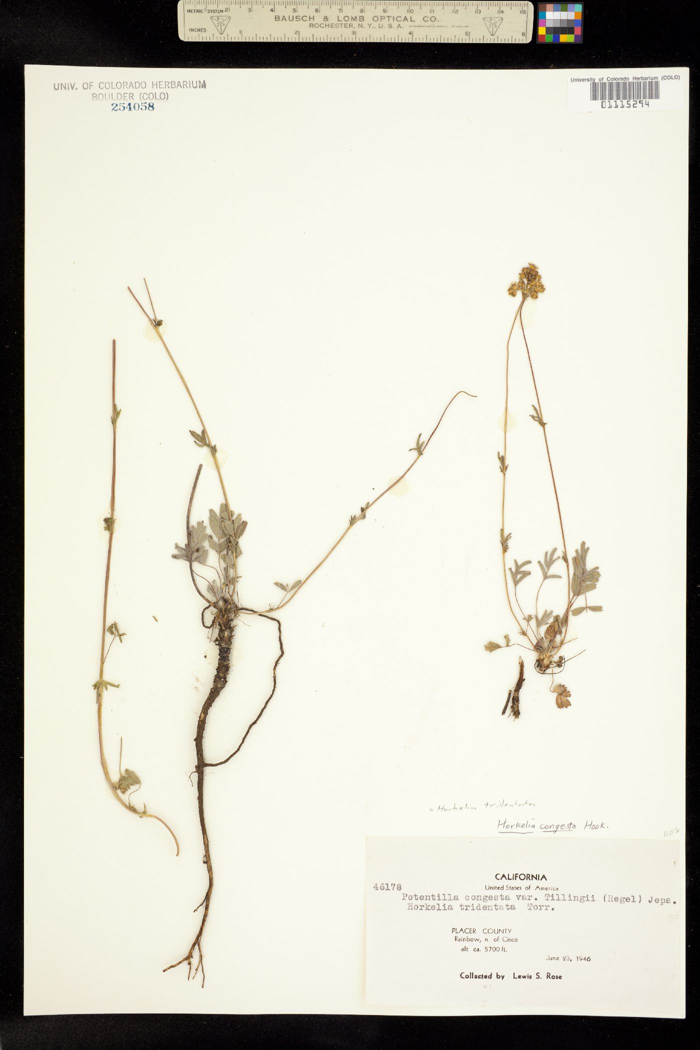 Horkelia tridentata image