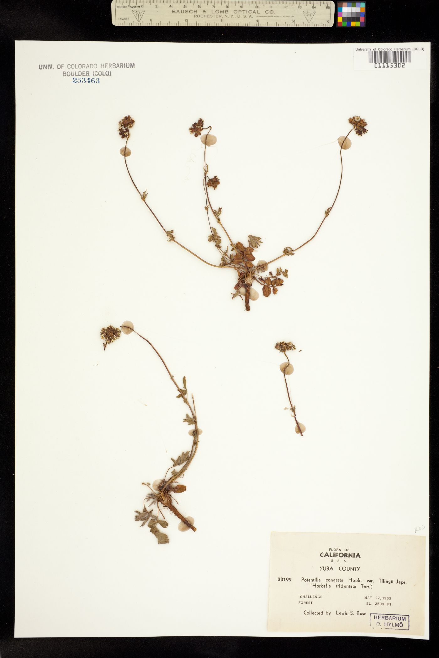 Horkelia tridentata image