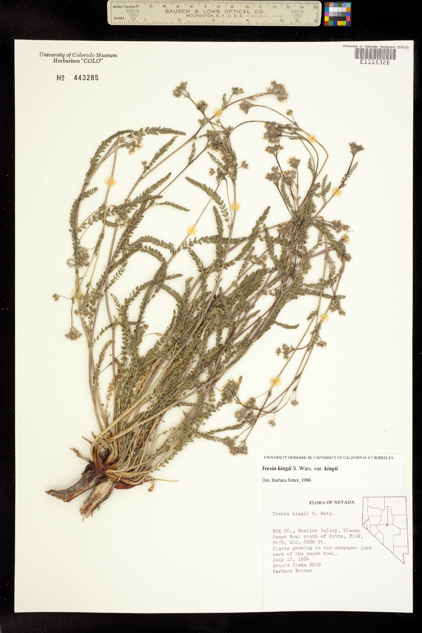 Ivesia kingii image