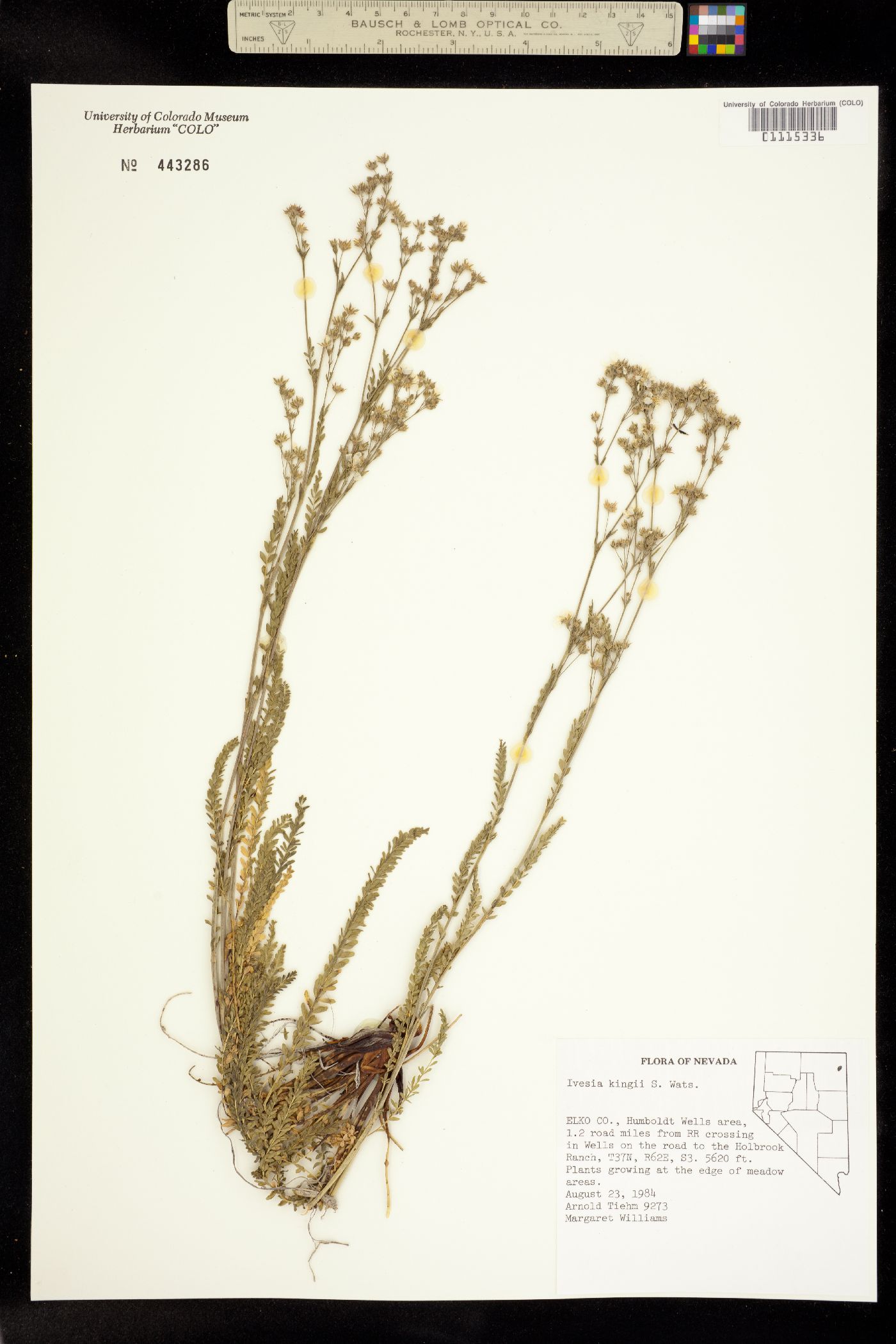 Ivesia kingii image