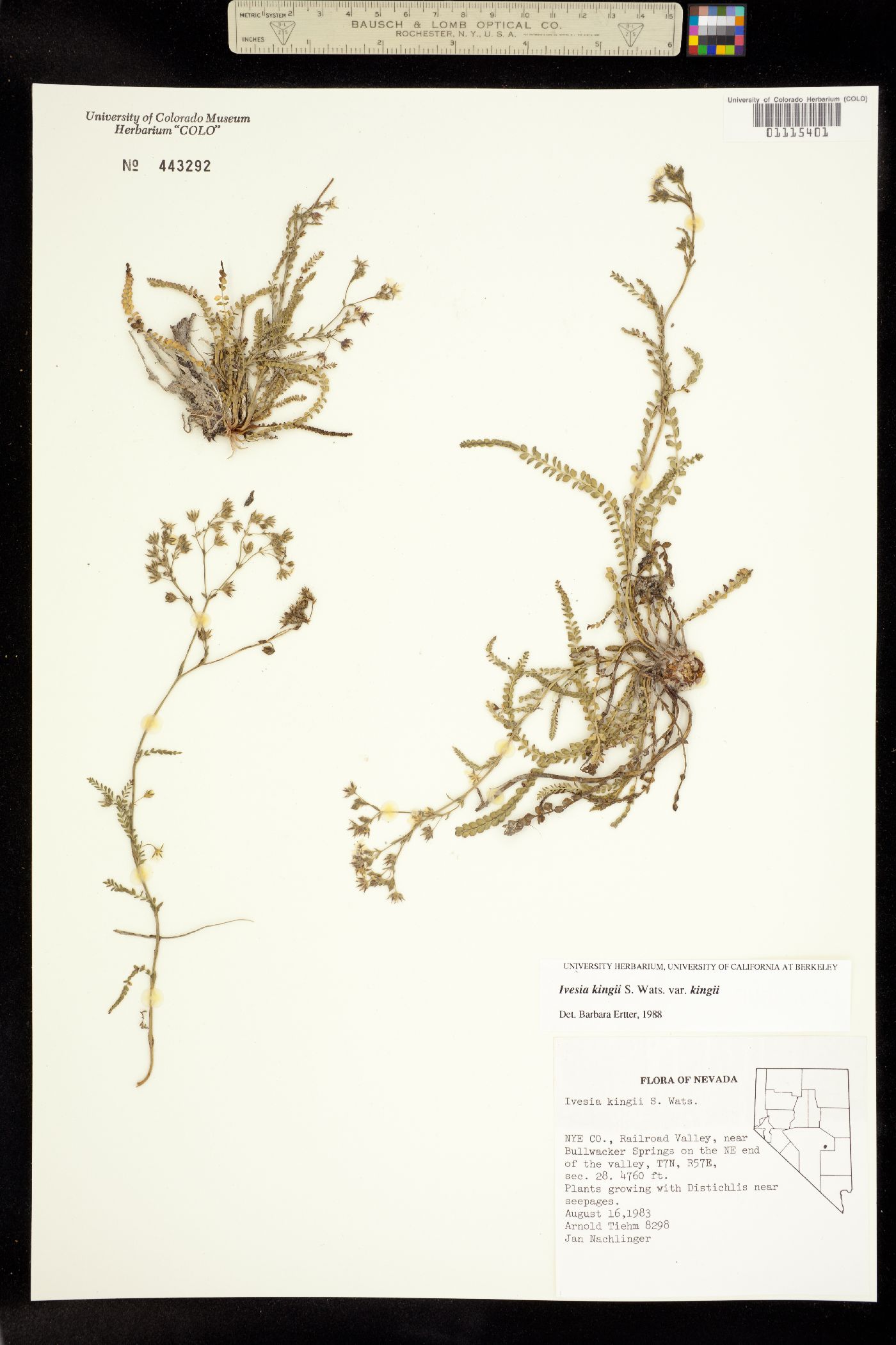 Ivesia kingii image