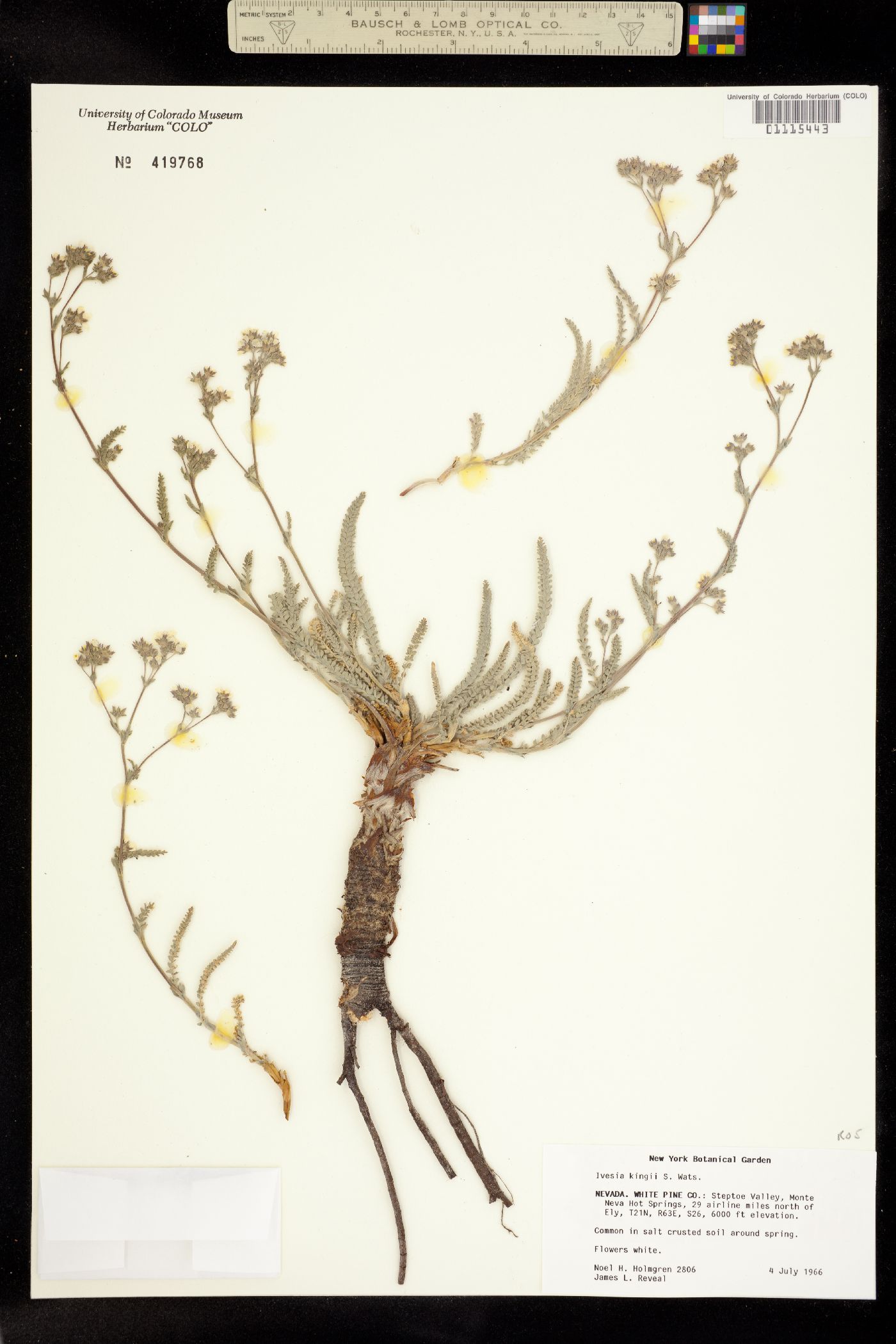 Ivesia kingii image