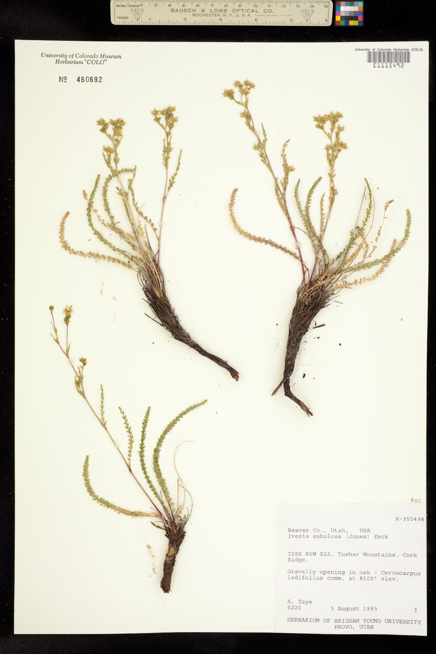 Ivesia sabulosa image