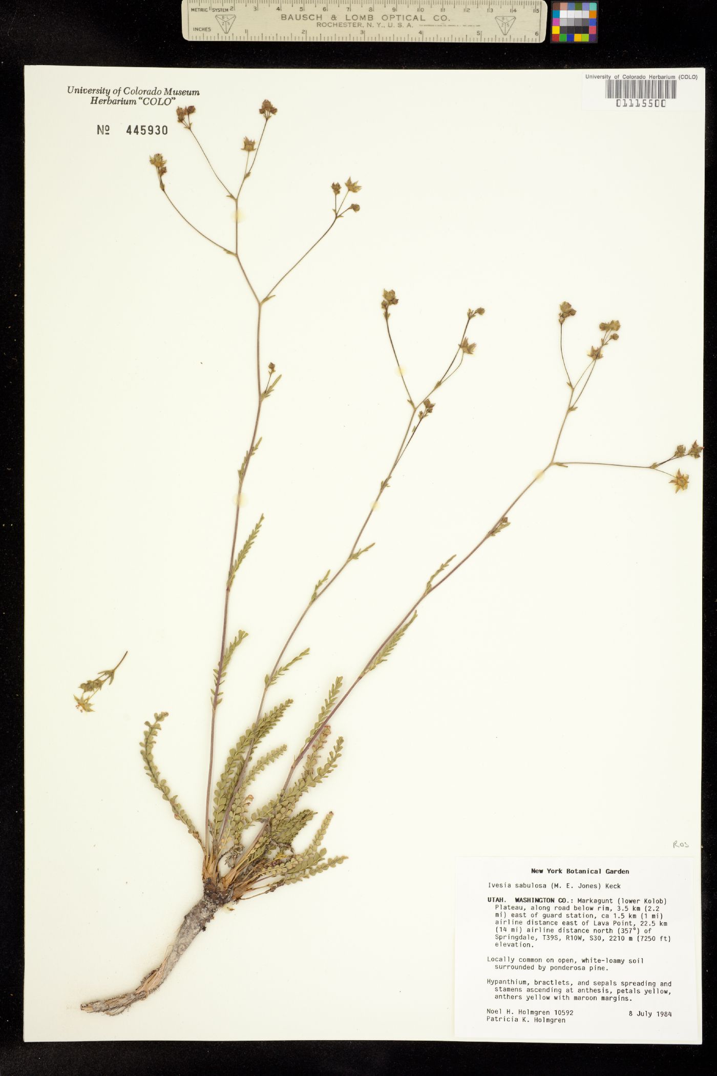 Ivesia sabulosa image