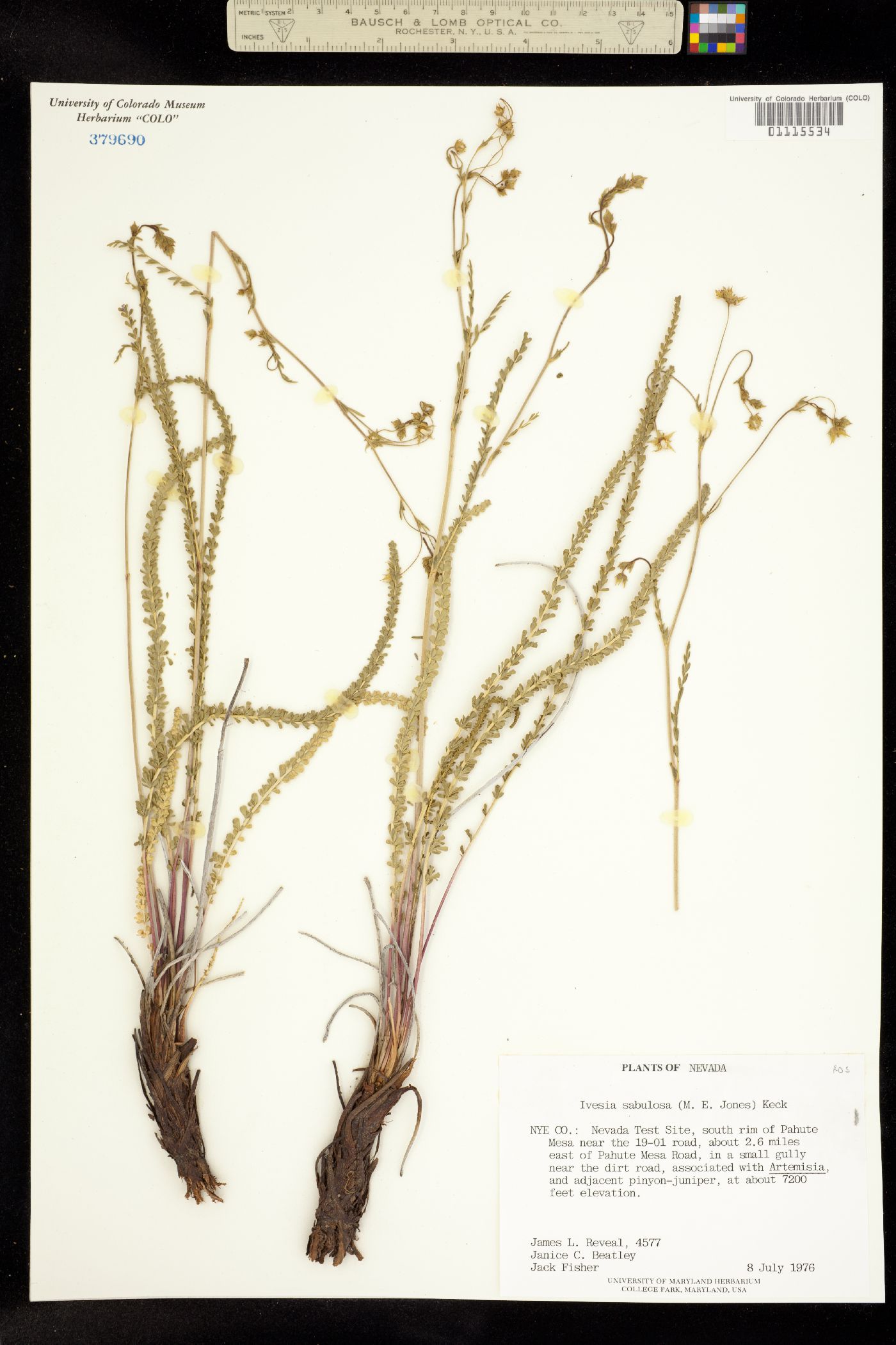 Ivesia sabulosa image