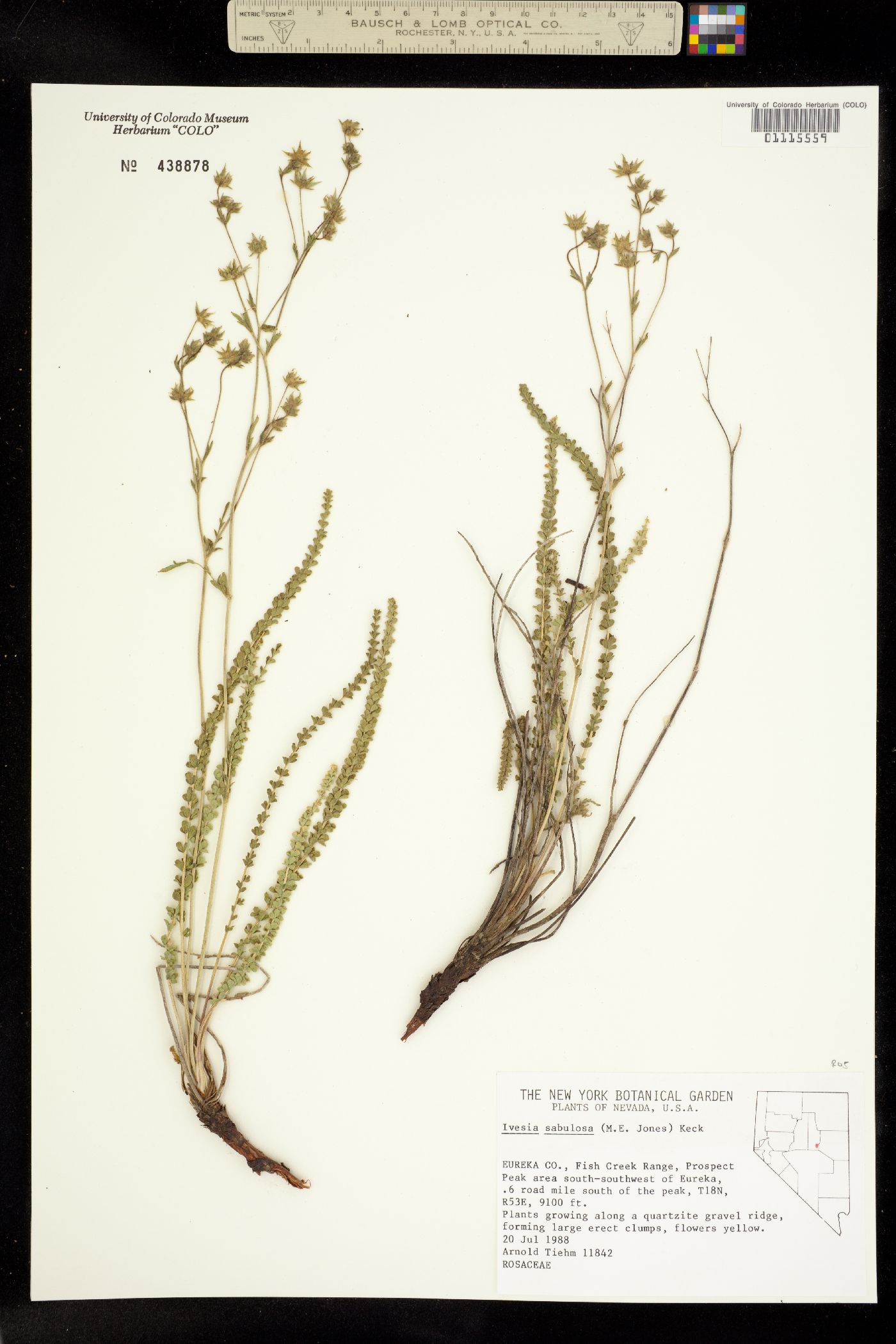 Ivesia sabulosa image