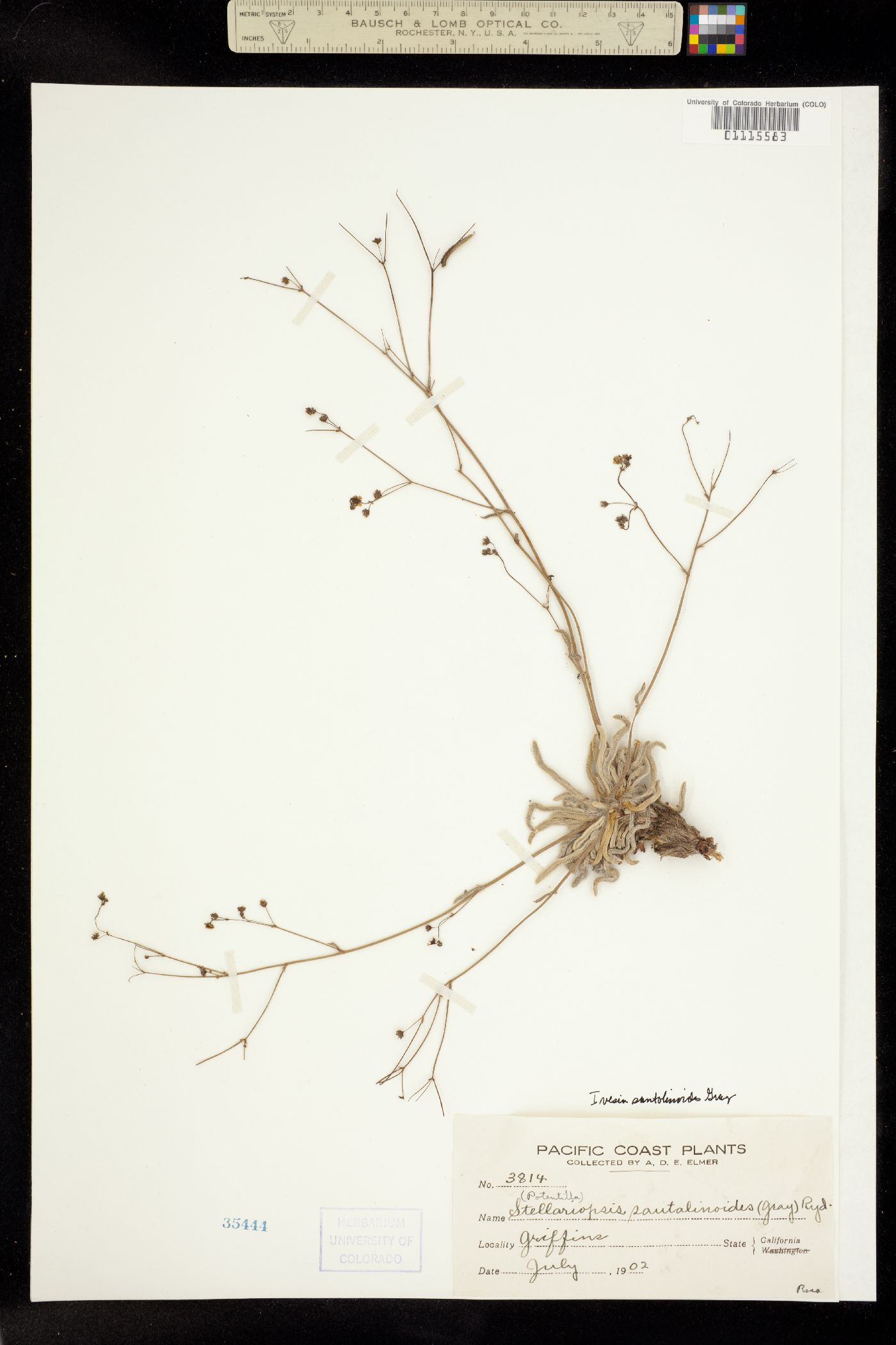 Ivesia santolinoides image