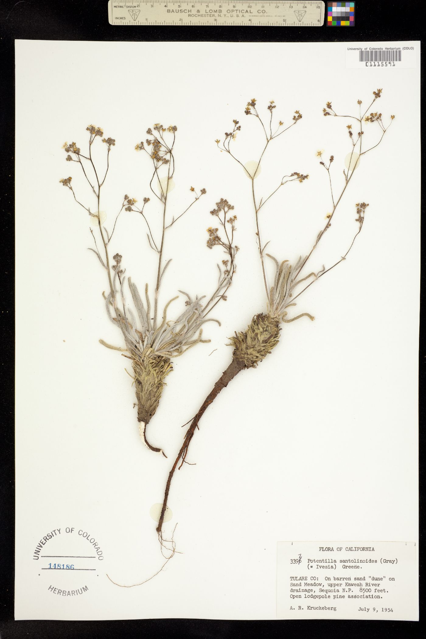 Ivesia santolinoides image
