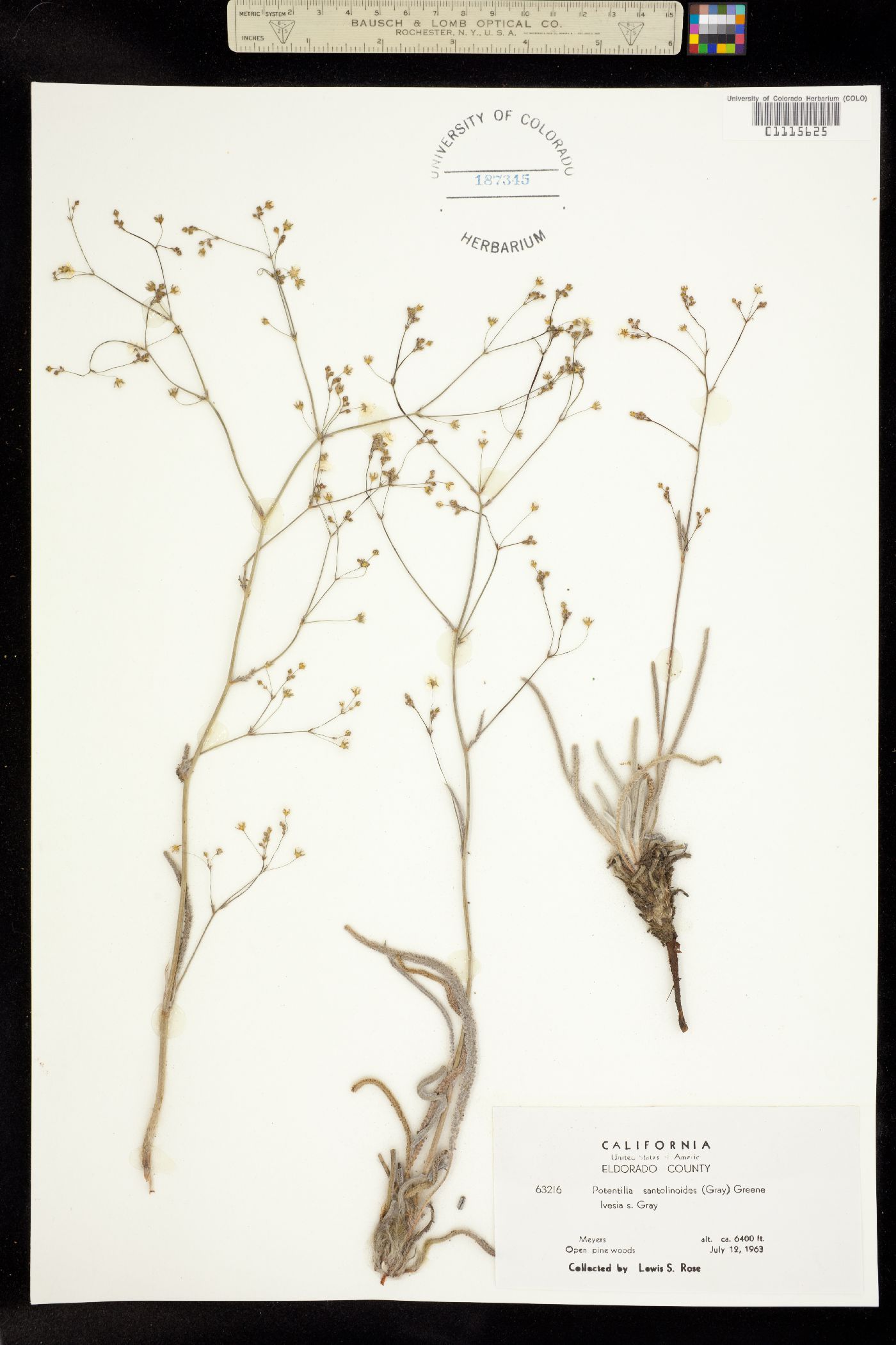 Ivesia santolinoides image