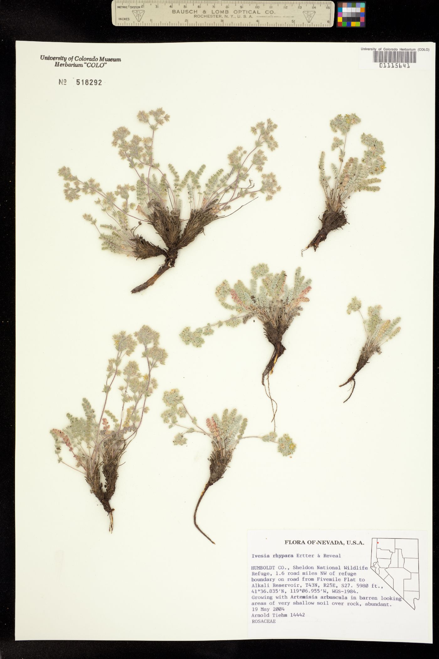 Ivesia rhypara image