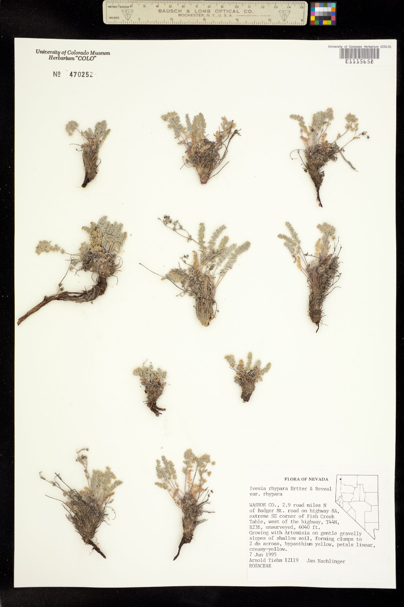 Ivesia rhypara image