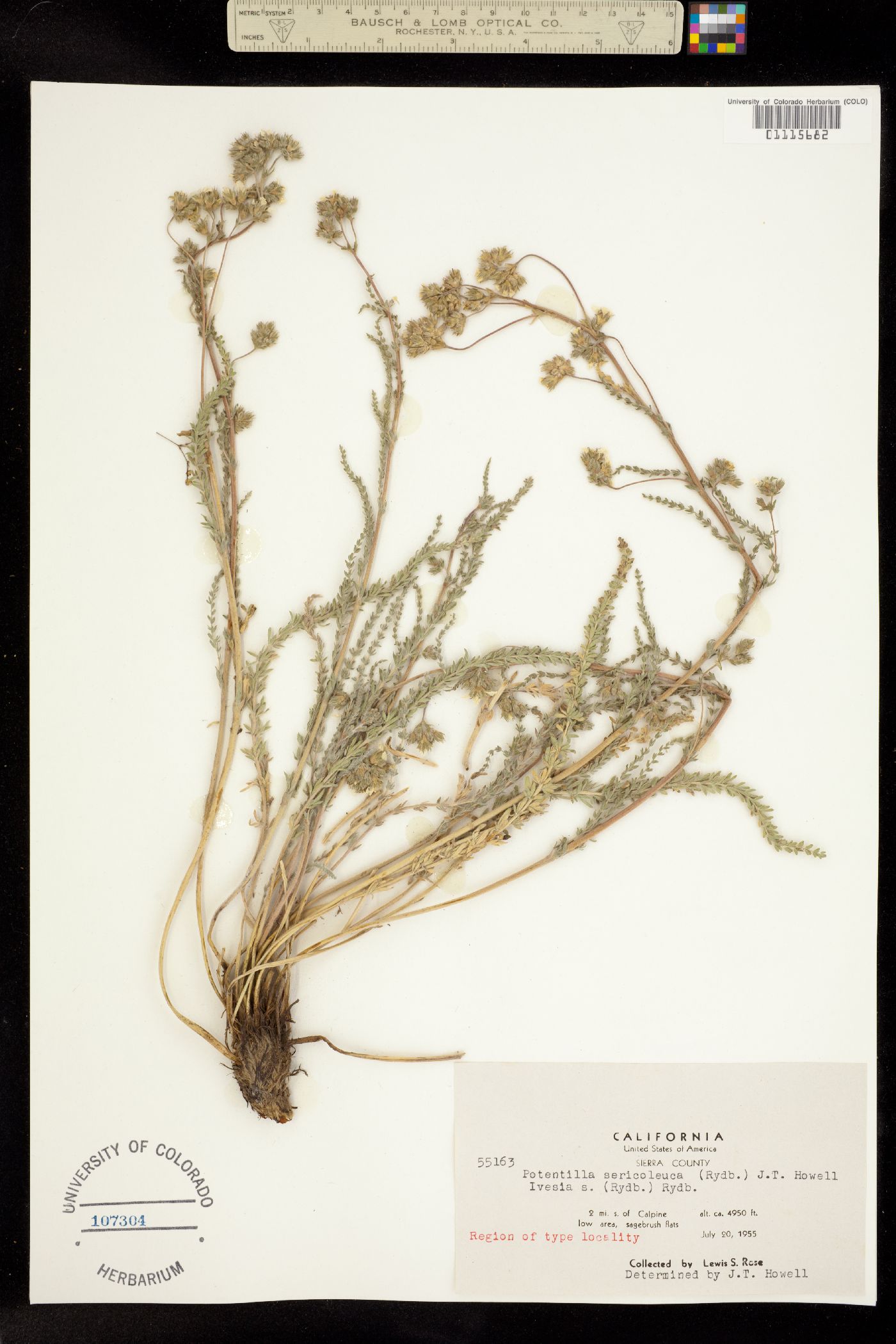 Ivesia sericoleuca image