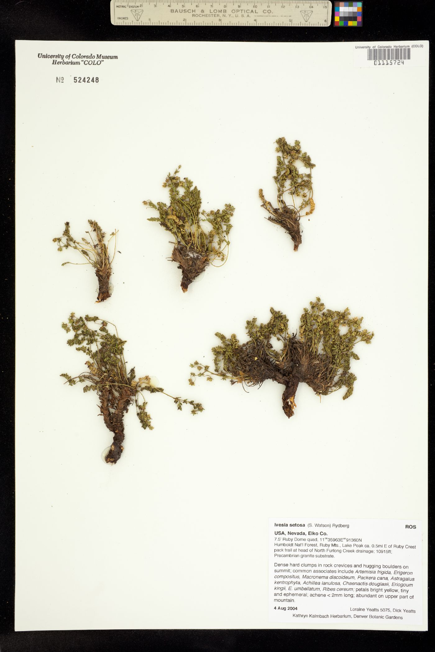 Ivesia setosa image