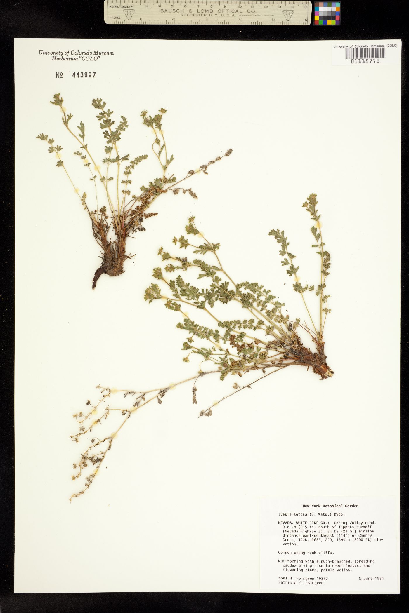 Ivesia setosa image