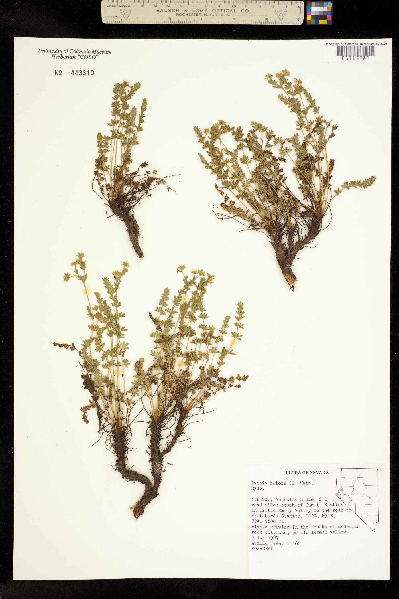 Ivesia setosa image