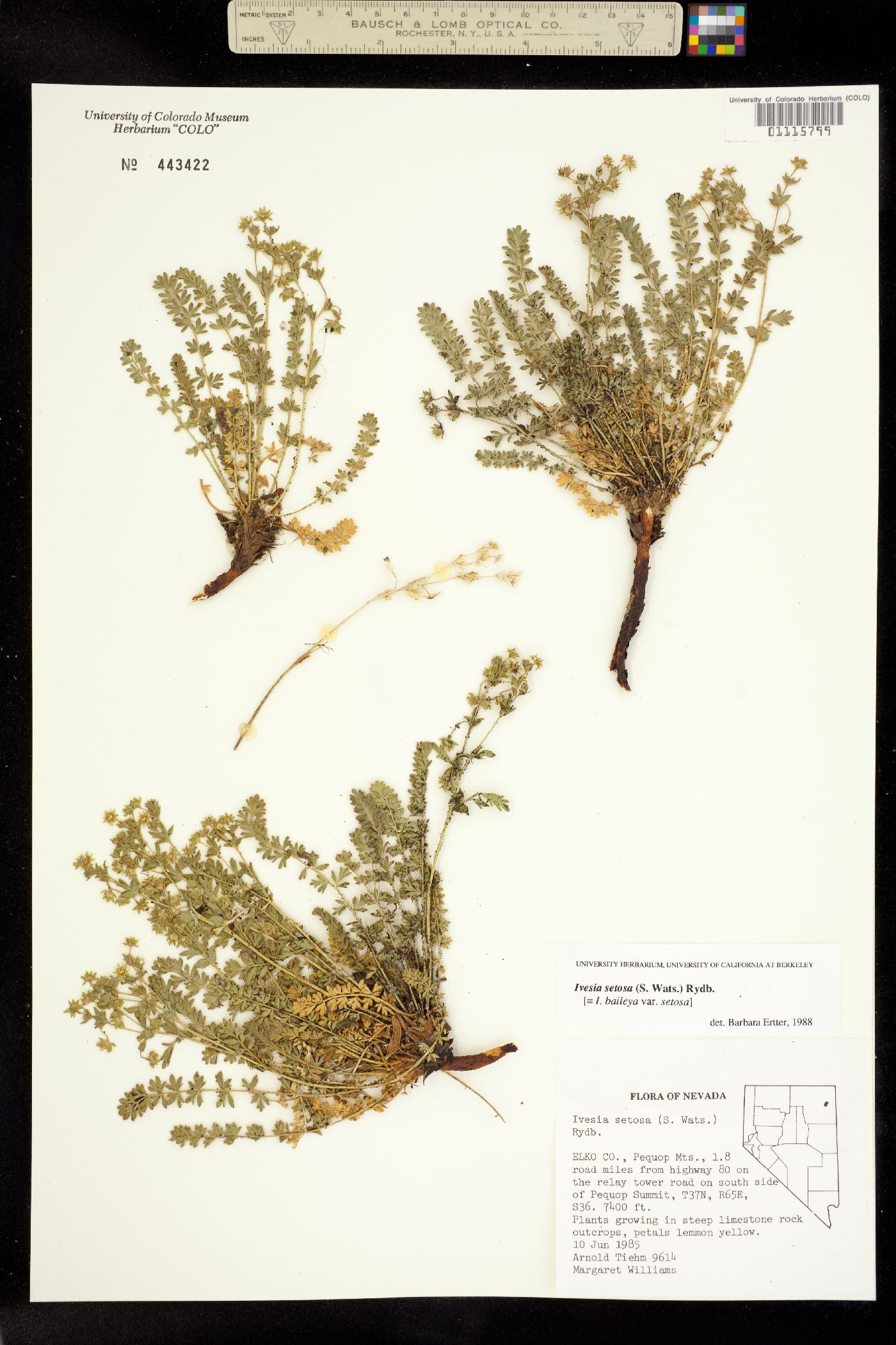 Ivesia setosa image