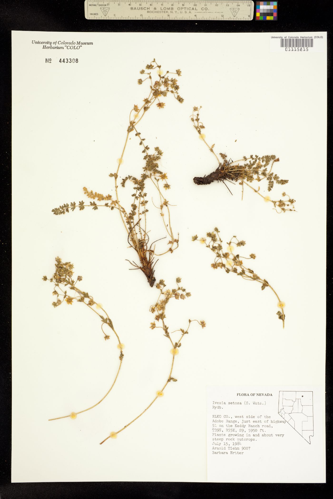 Ivesia setosa image