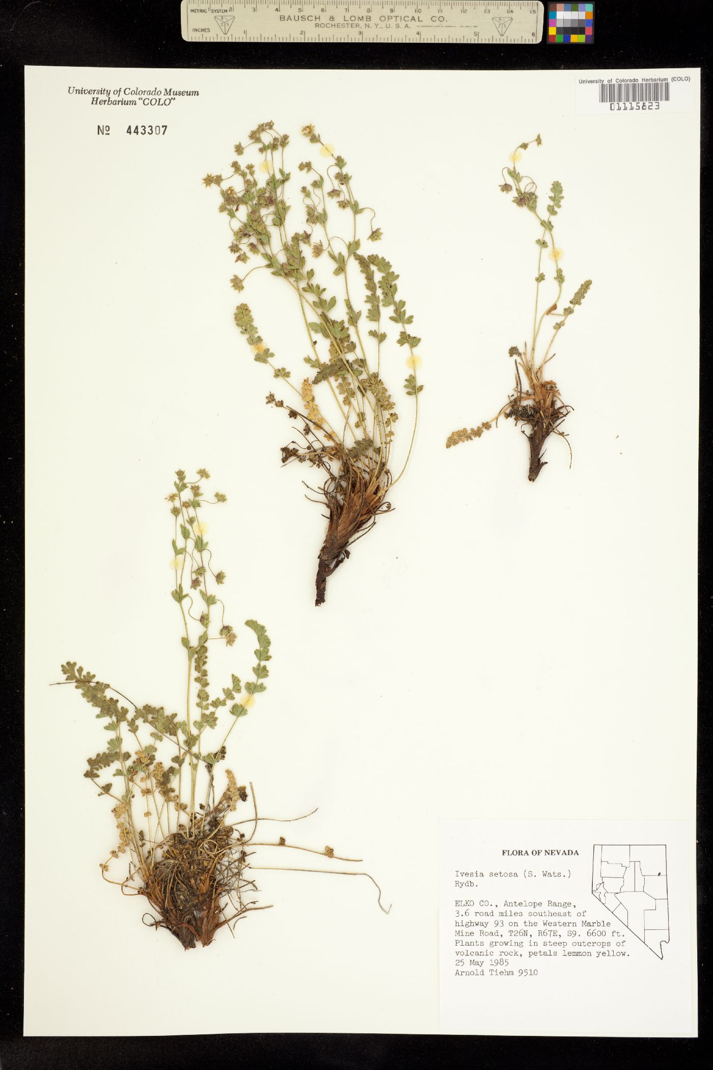 Ivesia setosa image