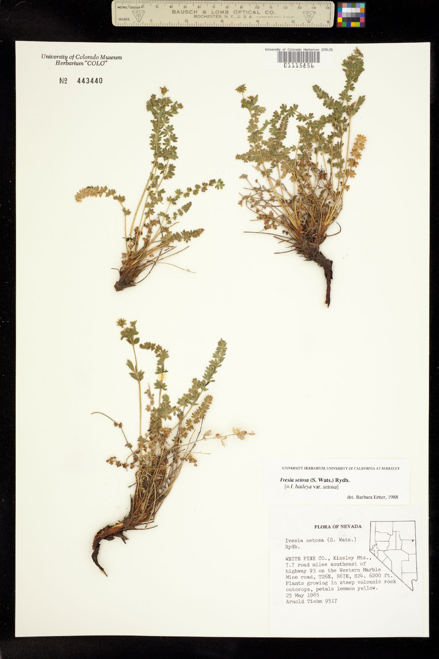 Ivesia setosa image