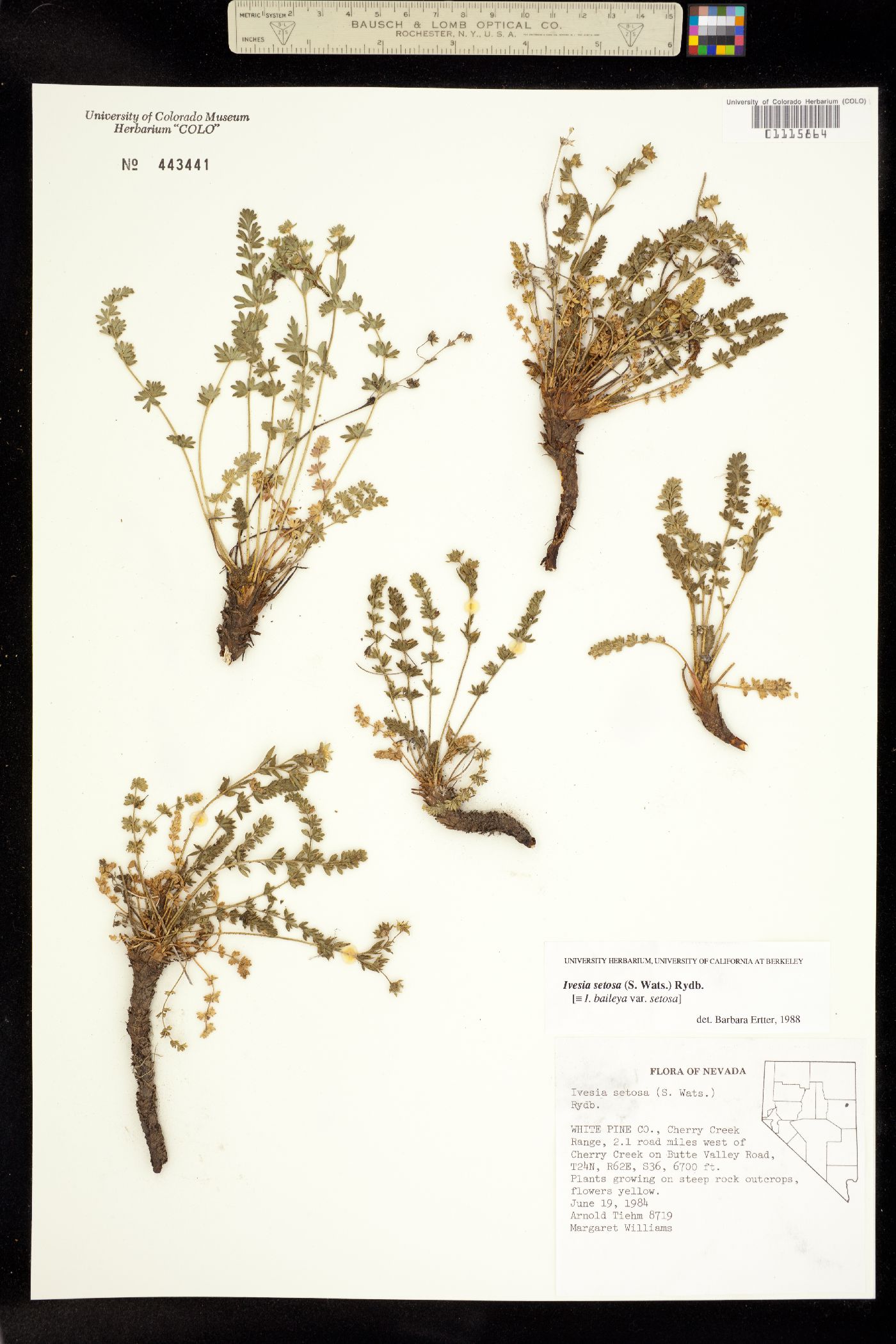 Ivesia setosa image