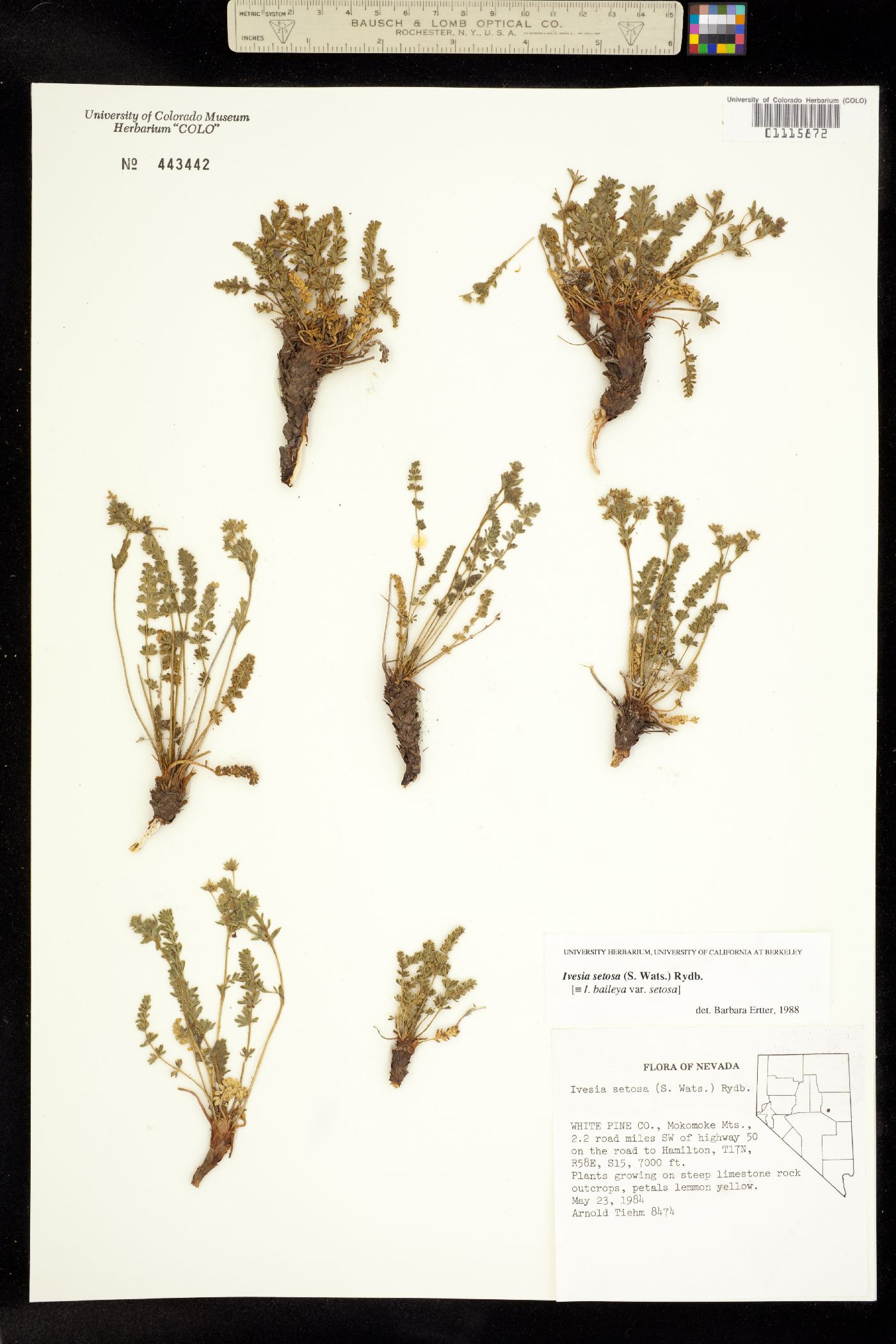 Ivesia setosa image