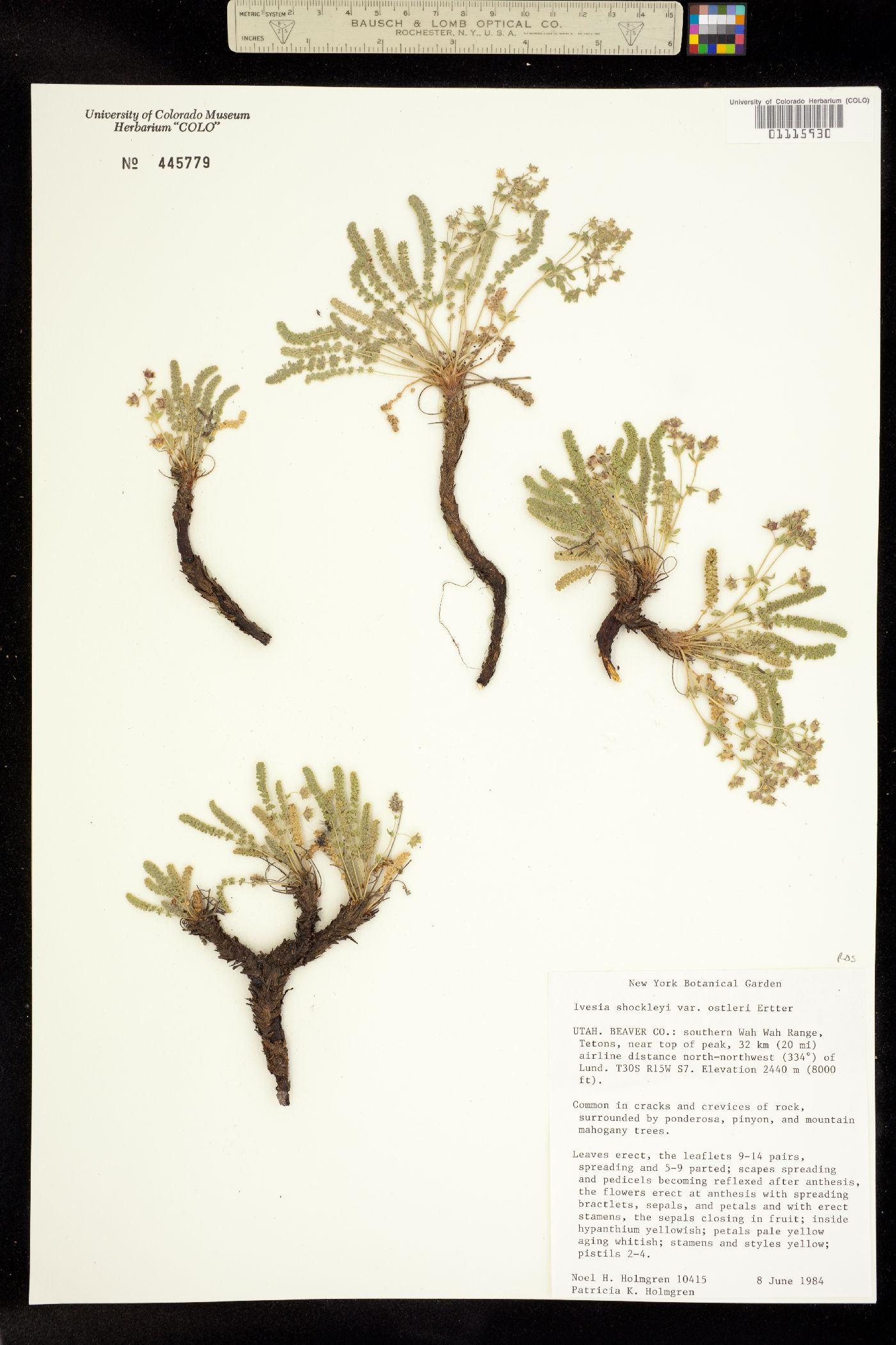 Ivesia shockleyi image