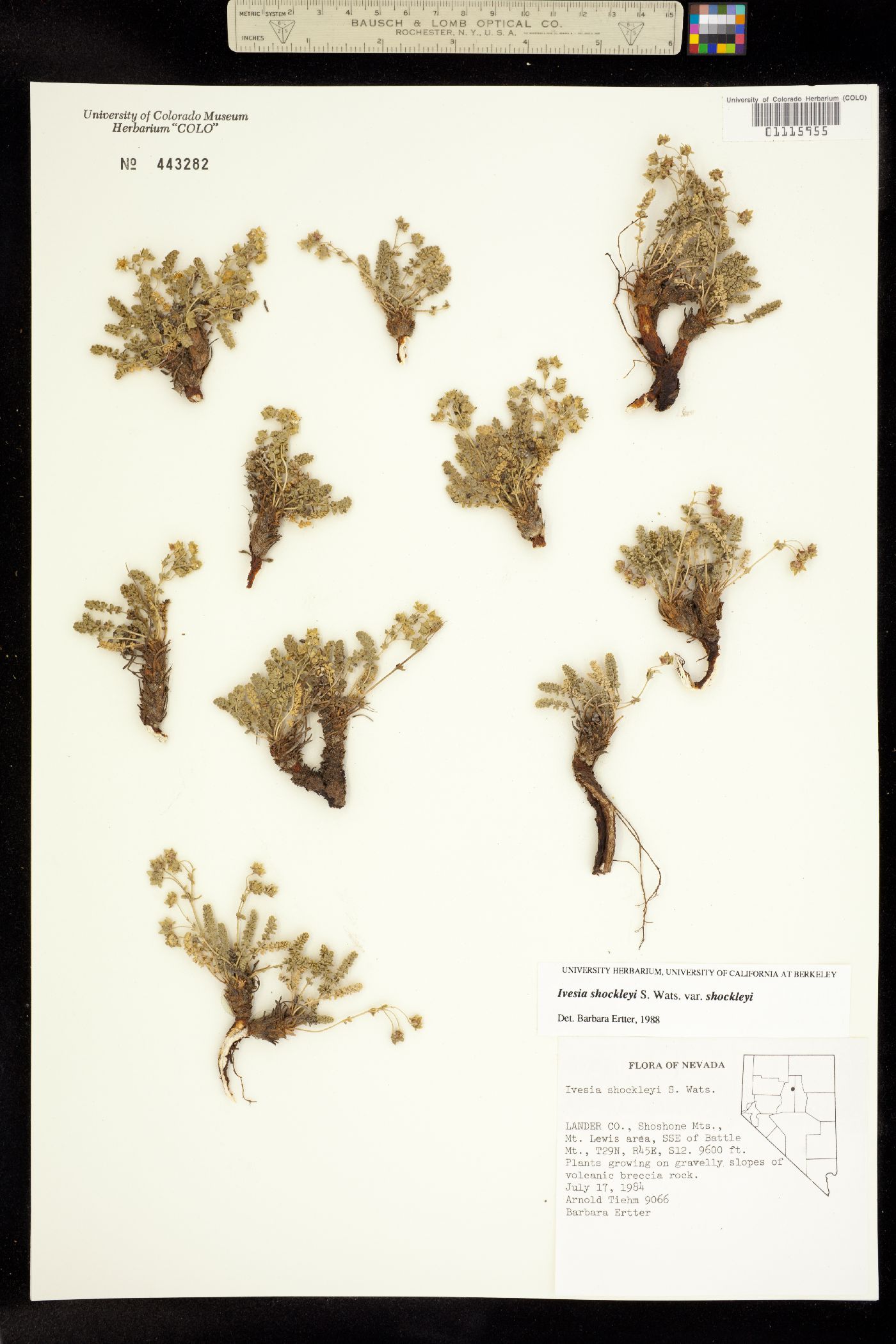 Ivesia image