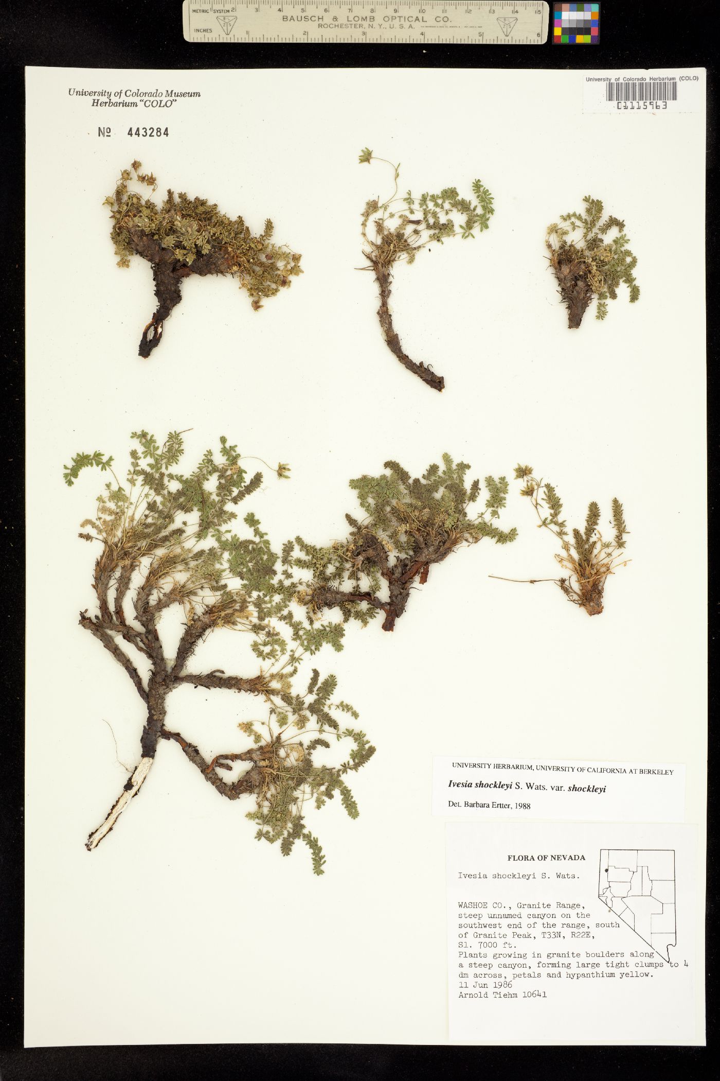 Ivesia shockleyi image