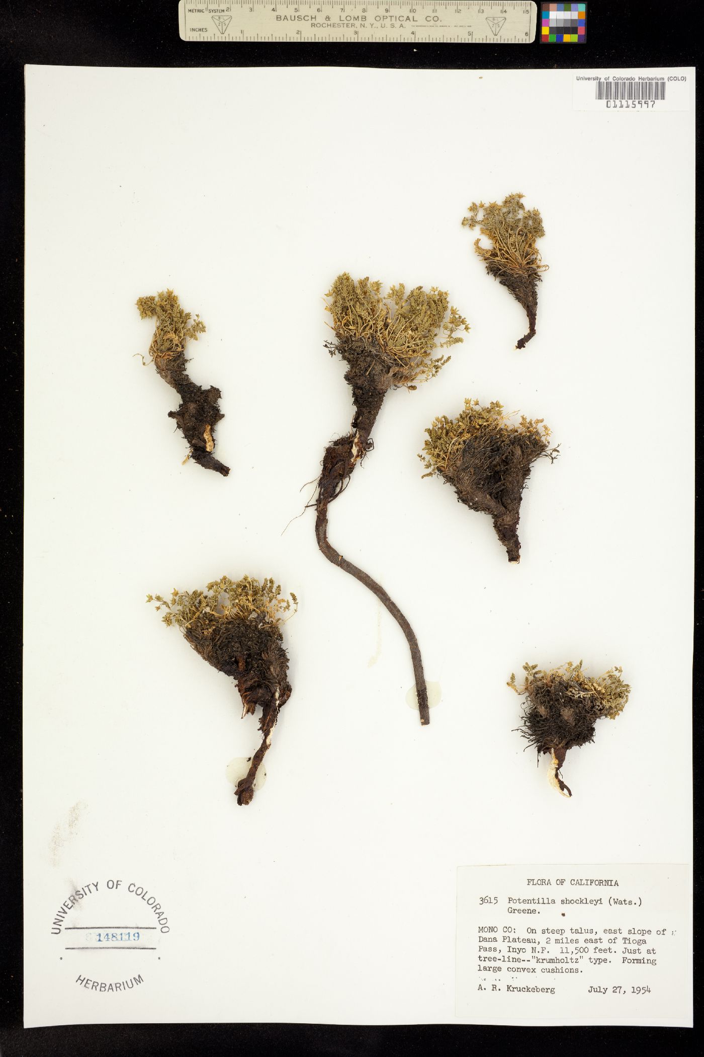 Ivesia shockleyi image