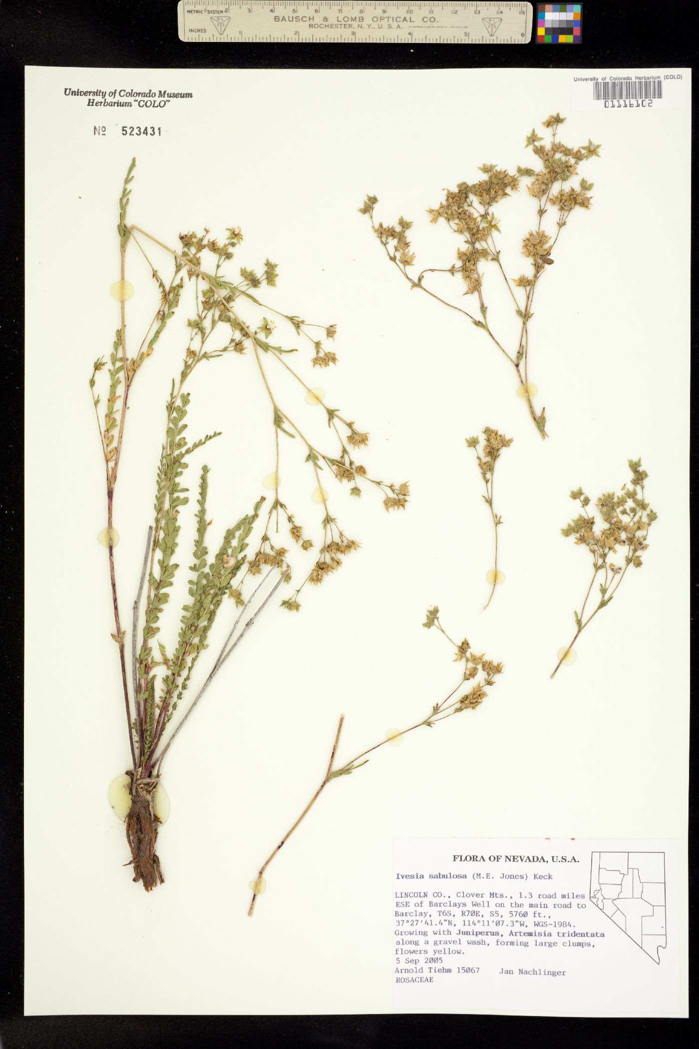 Ivesia sabulosa image