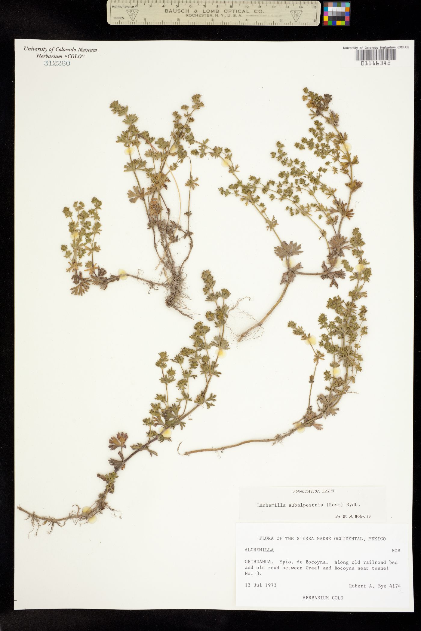 Lachemilla aphanoides image