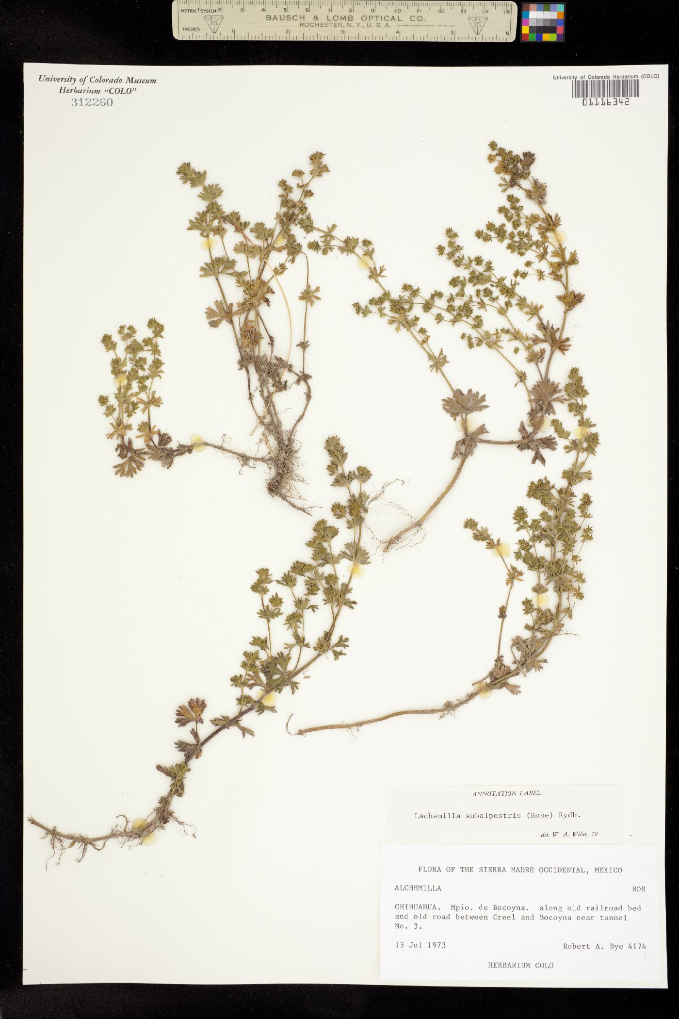 Lachemilla image