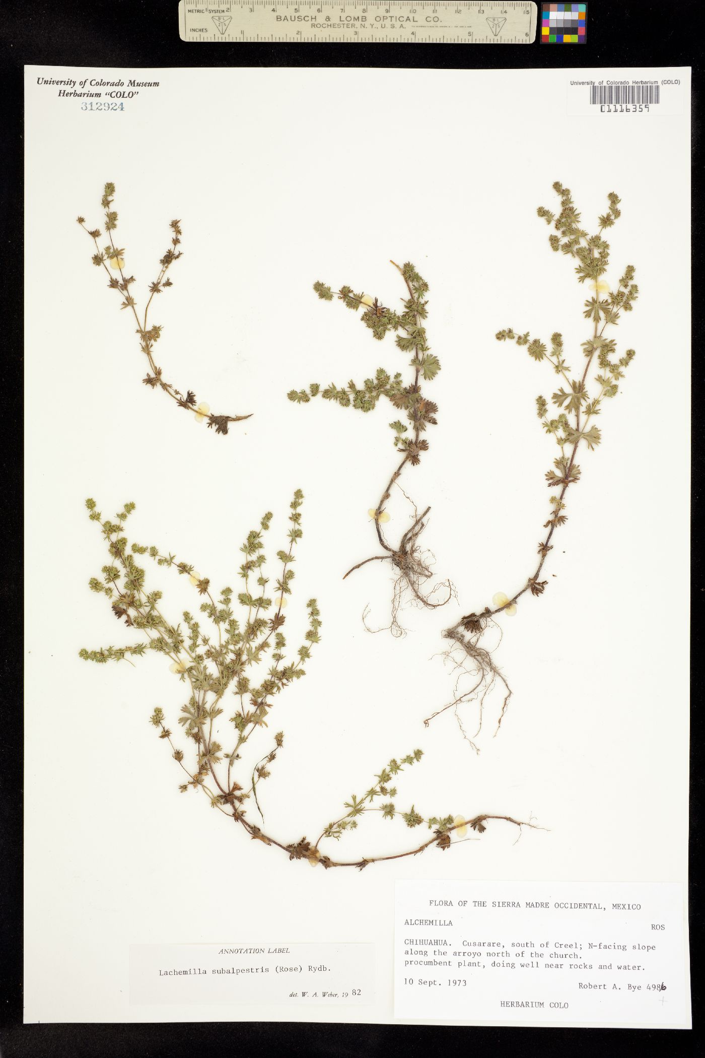 Lachemilla aphanoides image