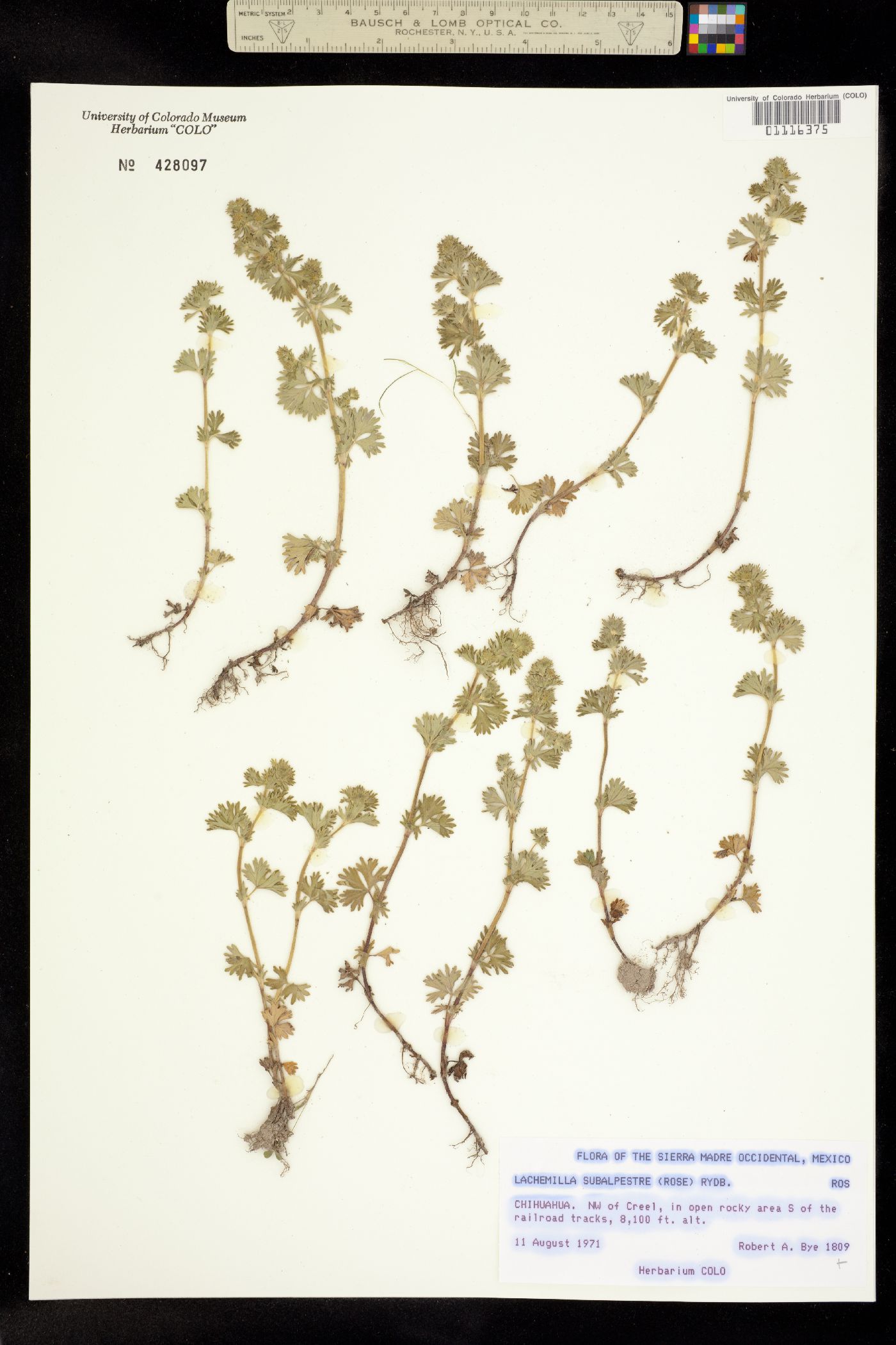 Lachemilla aphanoides image