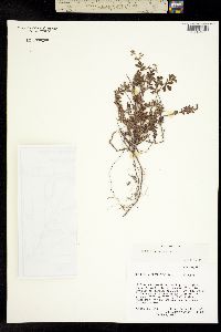 Lachemilla procumbens image